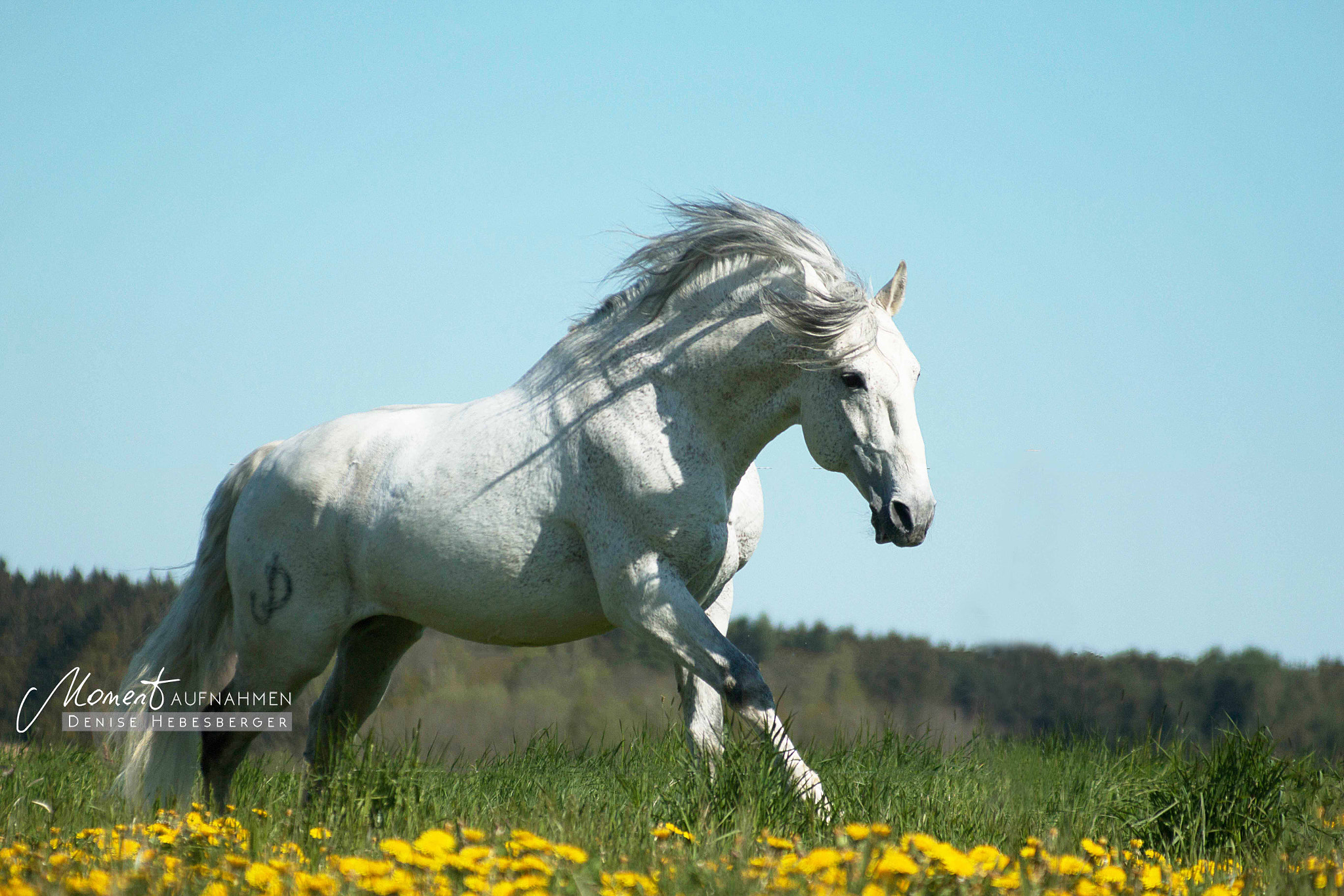 Canon EF 80-200mm F4.5-5.6 II sample photo. Free * run photography