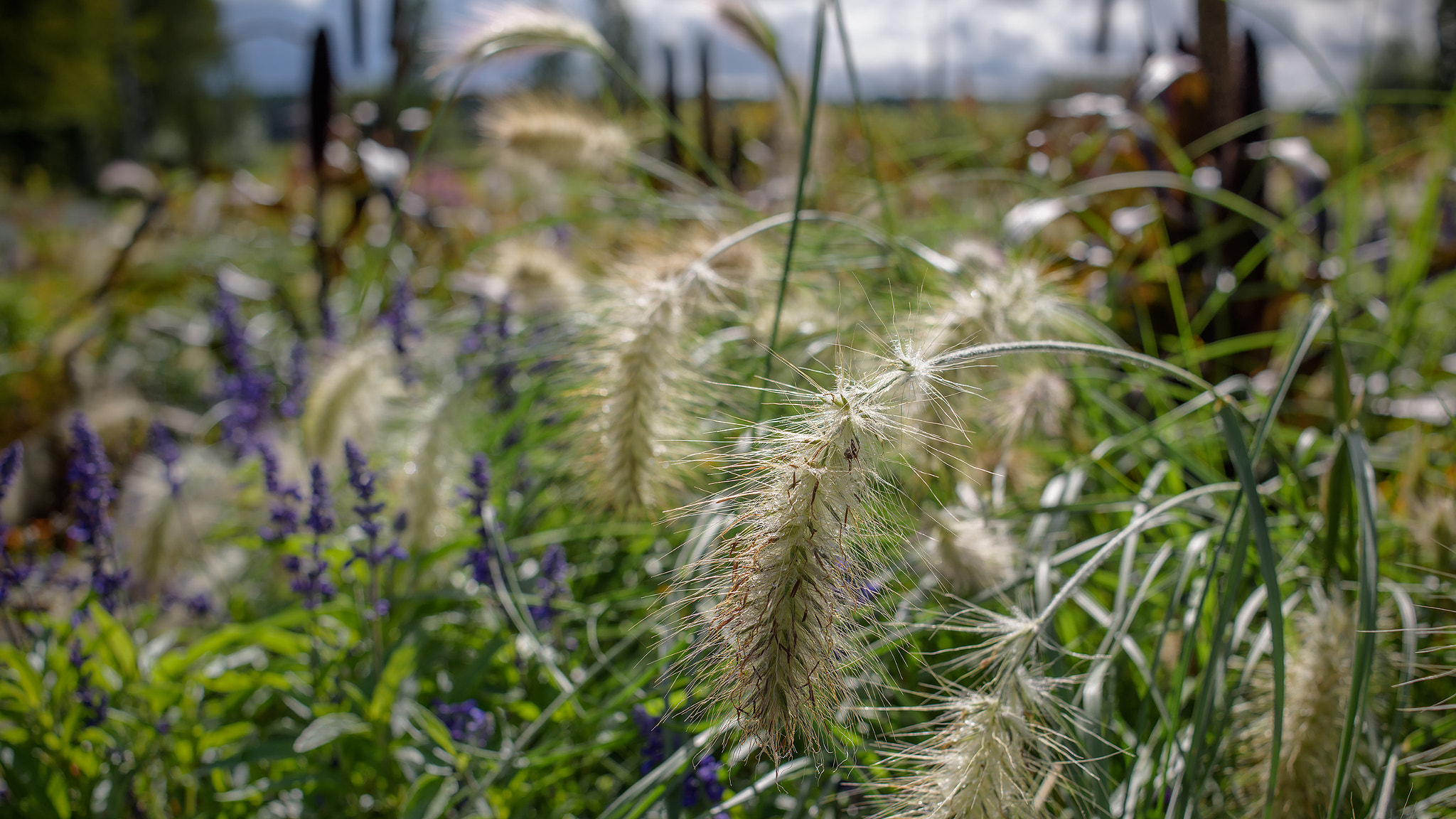 Nikon D810 + Nikon AF Nikkor 35mm F2D sample photo. Leaving summer flowers 4 photography