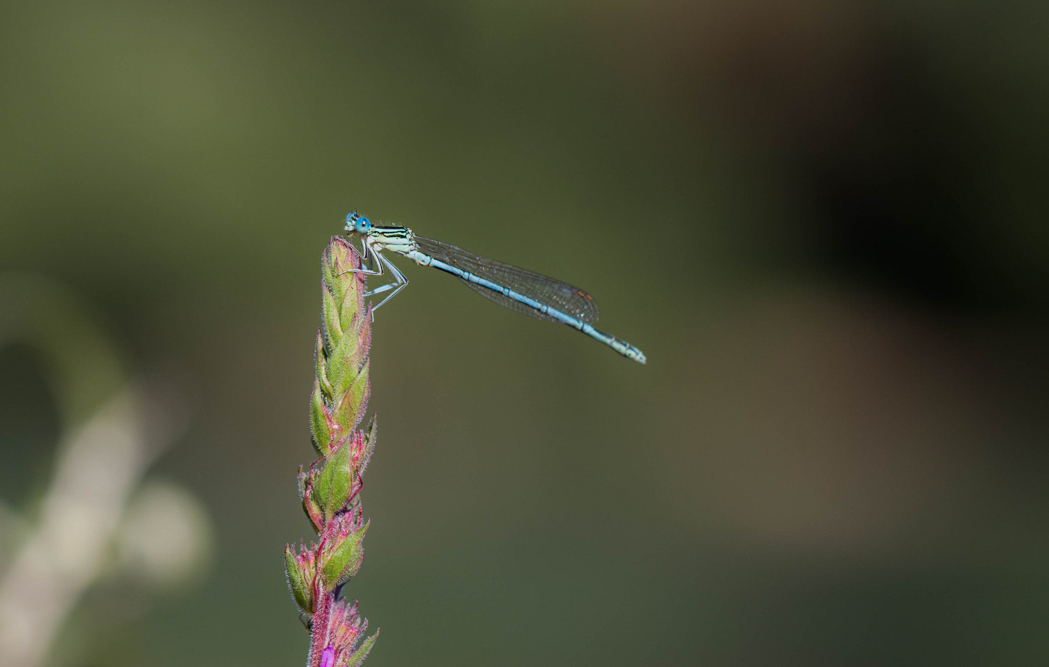 Canon EOS 100D (EOS Rebel SL1 / EOS Kiss X7) + Canon EF 100mm F2.8L Macro IS USM sample photo. Smiling dragonfly photography