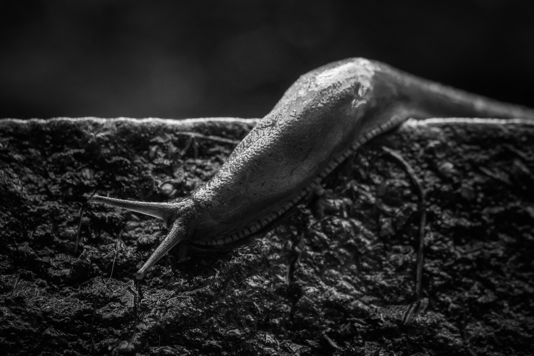 Canon EOS M3 + Canon EF 100mm F2.8L Macro IS USM sample photo. Arion vulgaris photography