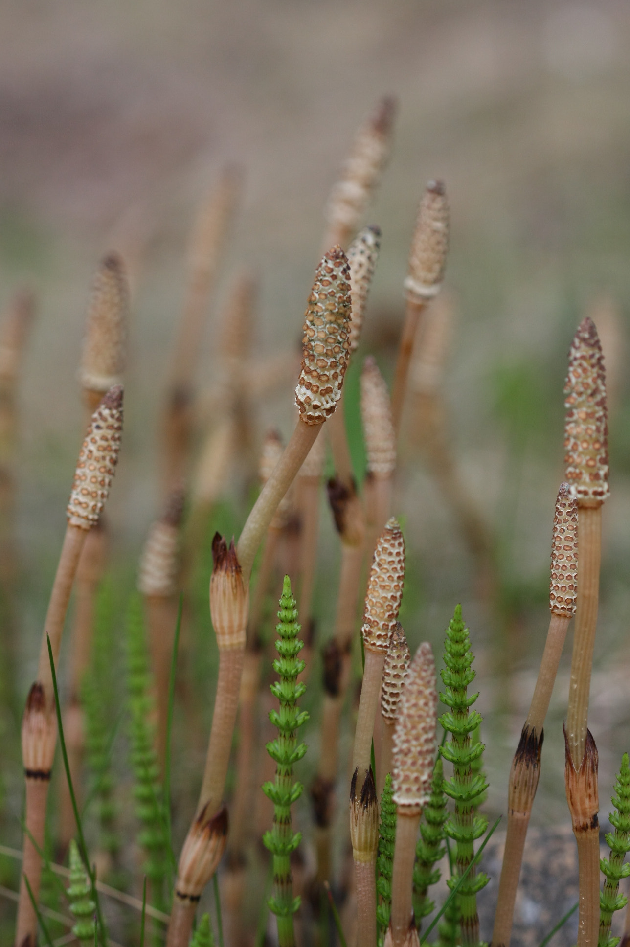 Canon EF 100mm F2.8 Macro USM sample photo. Horsetail photography