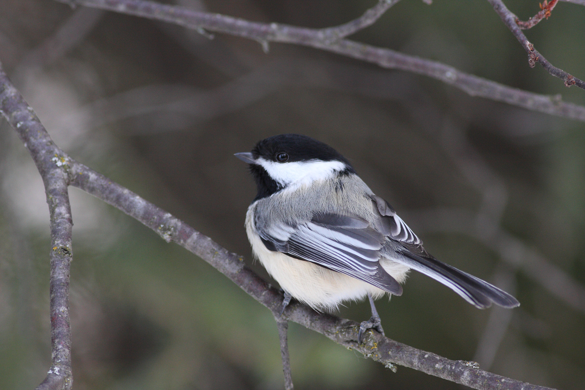 Canon EOS 40D + Canon EF 400mm F5.6L USM sample photo. Chickadee photography