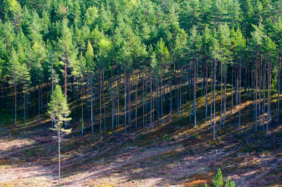 Sigma 105mm F2.8 EX DG OS HSM sample photo. Forest at sunrise photography