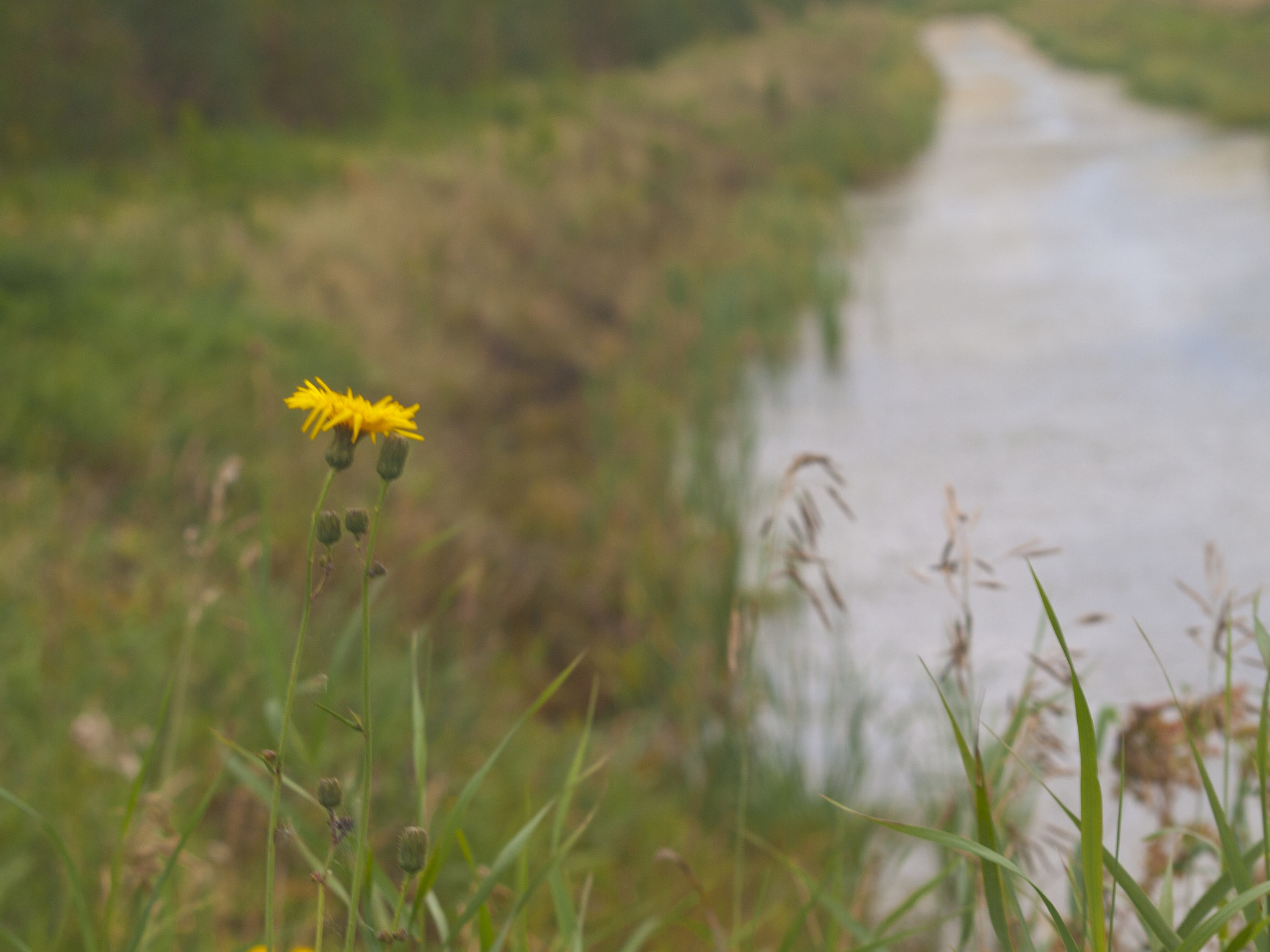 Olympus Zuiko Digital ED 70-300mm F4.0-5.6 sample photo. The lonely flower photography