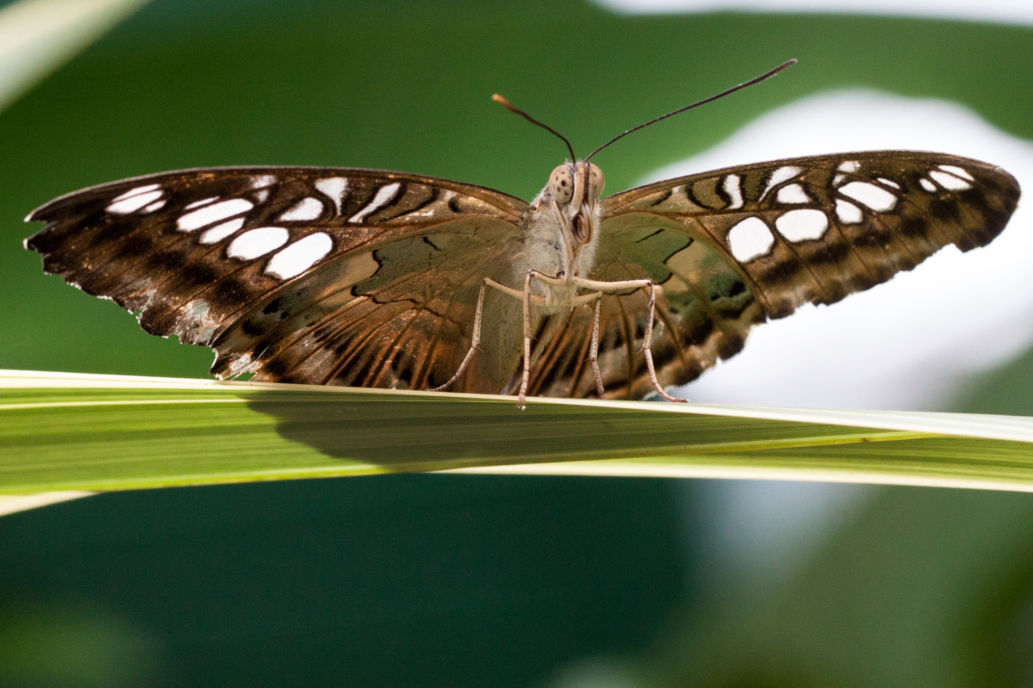 Canon EF 100mm F2.8L Macro IS USM sample photo. Butterfly photography