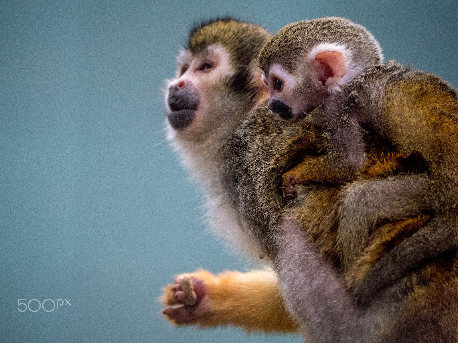 Panasonic Lumix DMC-GX8 sample photo. Monkey and mum photography