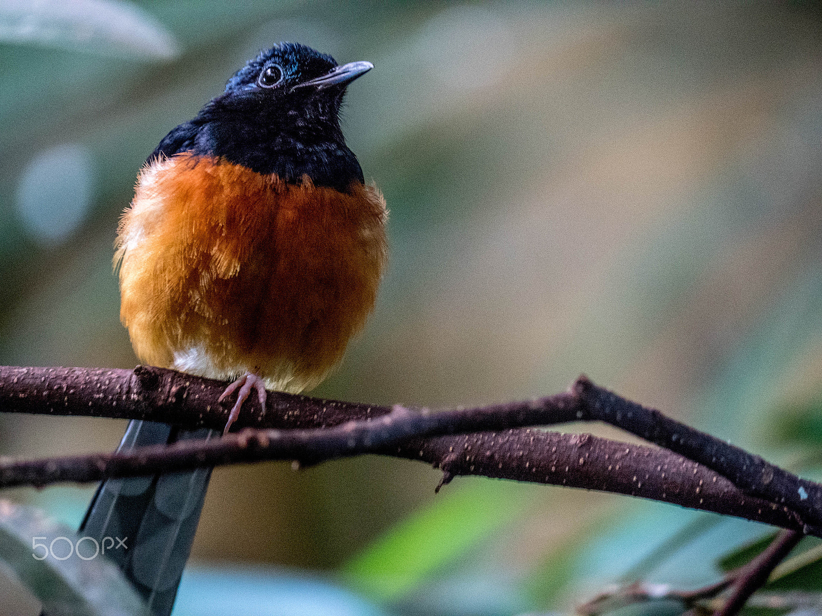 Panasonic Lumix DMC-GX8 sample photo. Pretty bird photography