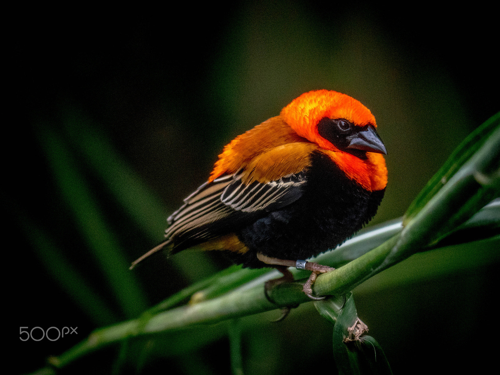 Panasonic Lumix DMC-GX8 sample photo. Bright bird photography