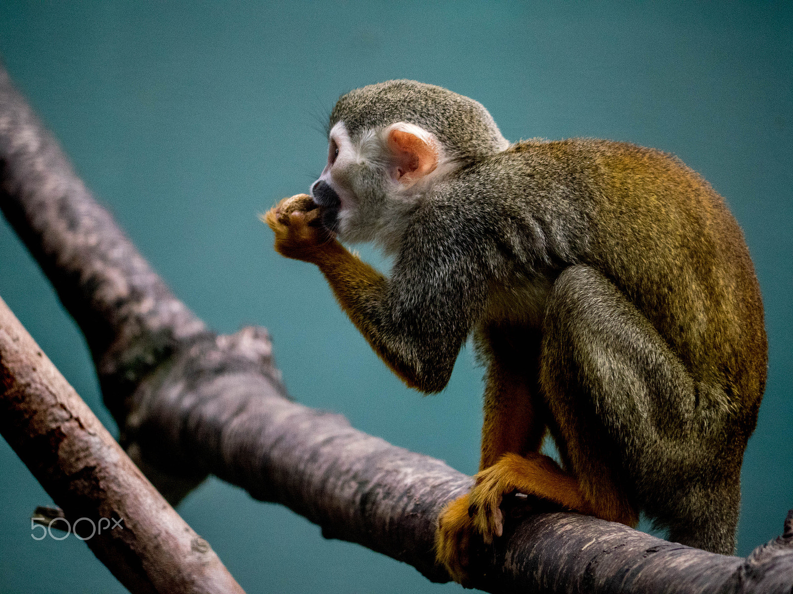 Panasonic Lumix DMC-GX8 sample photo. Monkey photography