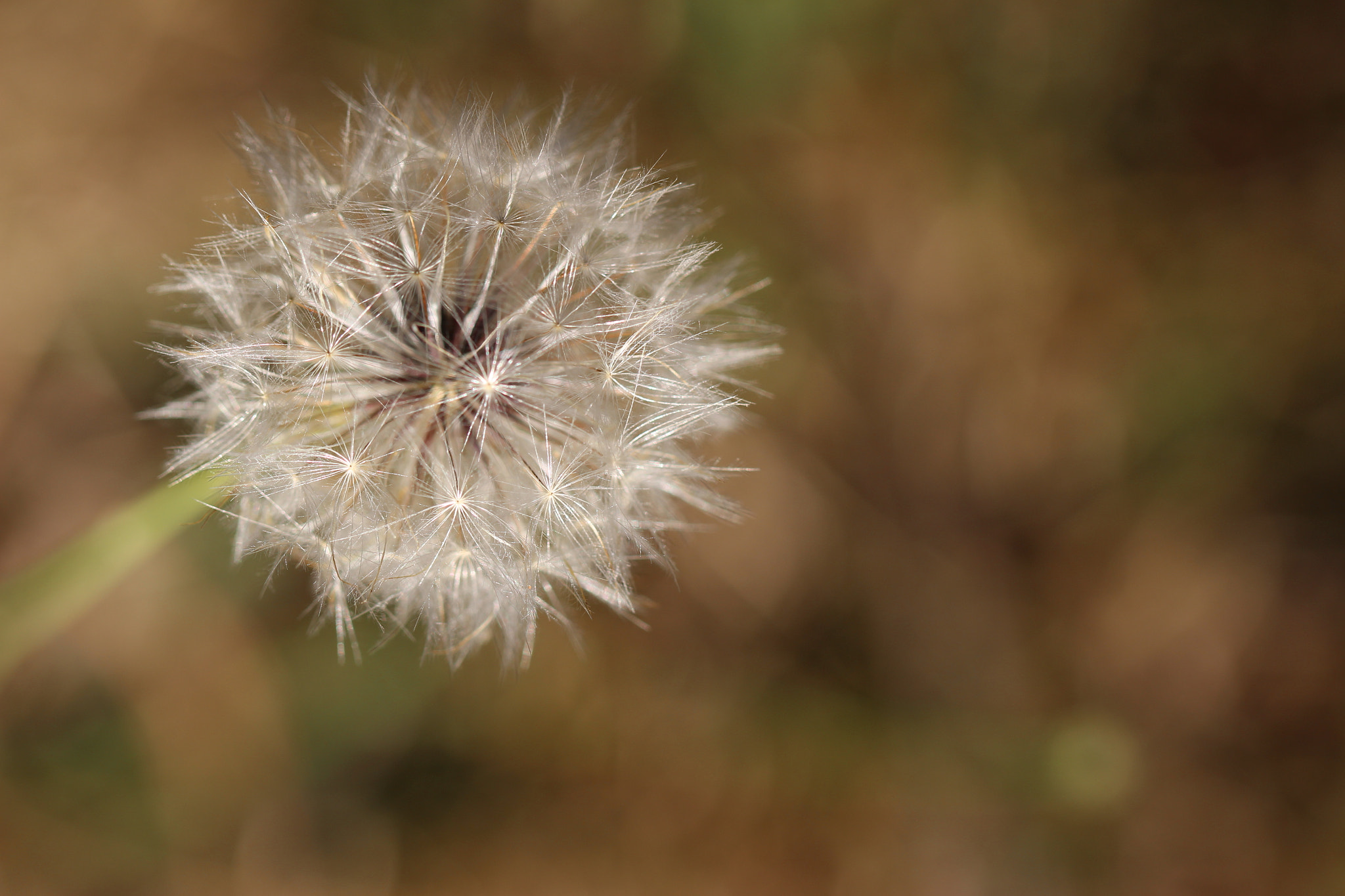 Canon EOS 100D (EOS Rebel SL1 / EOS Kiss X7) + Canon EF 100mm F2.8L Macro IS USM sample photo. Like a fireworks photography