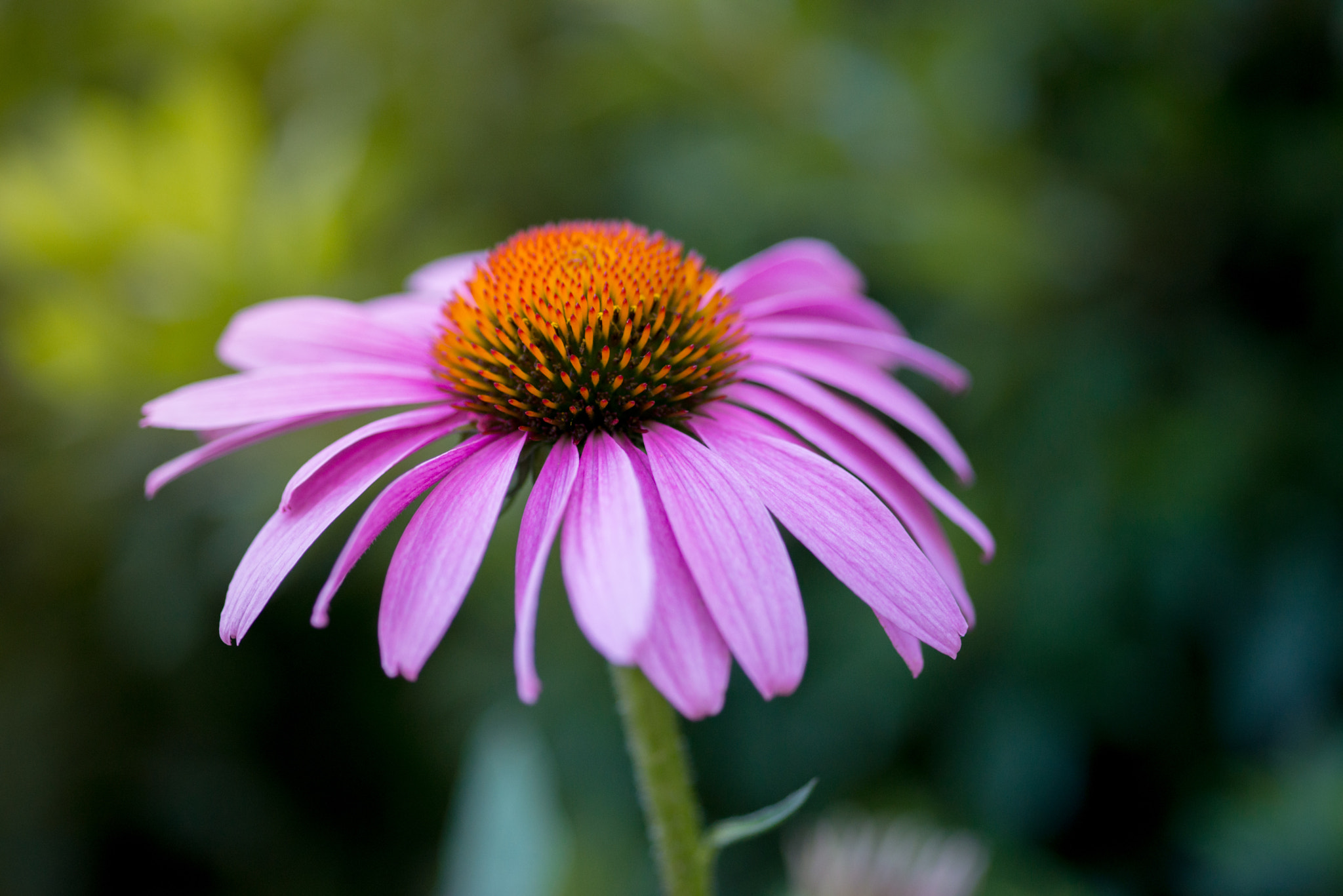 Sigma 105mm F2.8 EX DG Macro sample photo. Flower photography