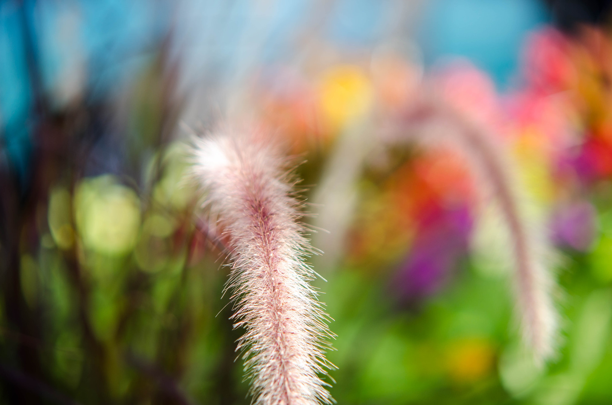 Nikon D7000 + Sigma 50-150mm F2.8 EX APO DC HSM II sample photo. Just a weed photography