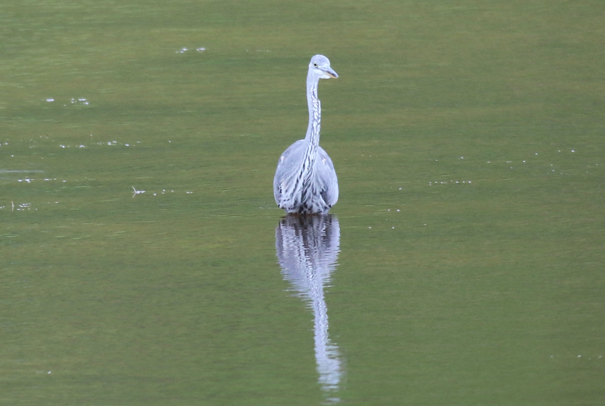 Canon EF 500mm f/4.5L sample photo