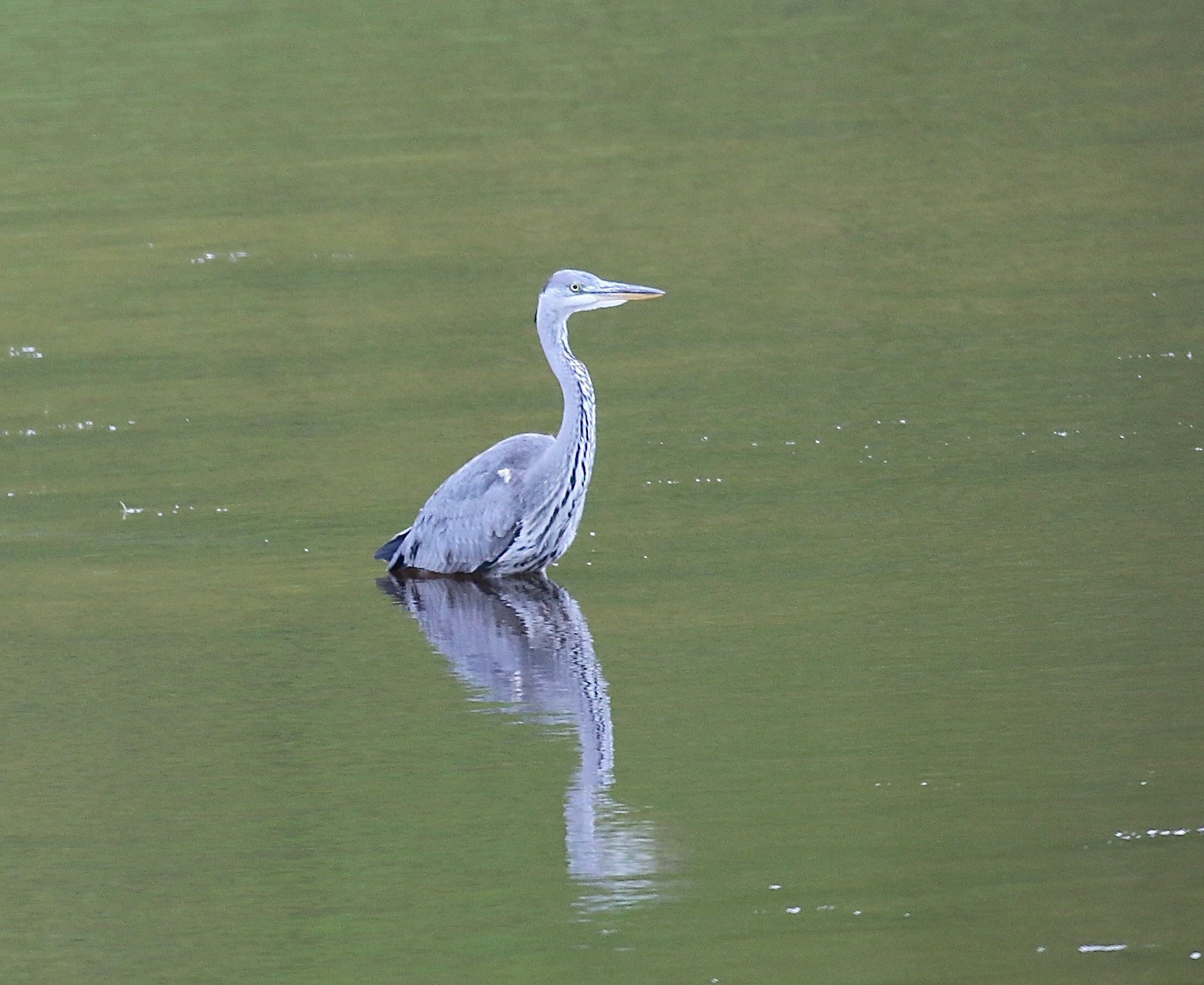 Canon EF 500mm f/4.5L sample photo