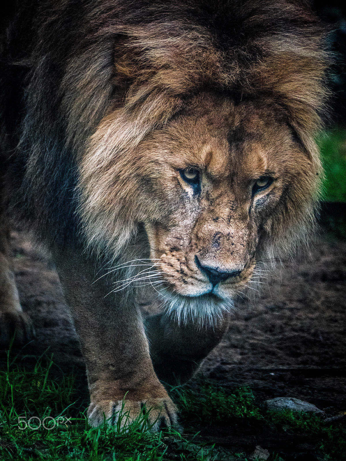 Panasonic Lumix DMC-GX8 sample photo. Mr lion photography