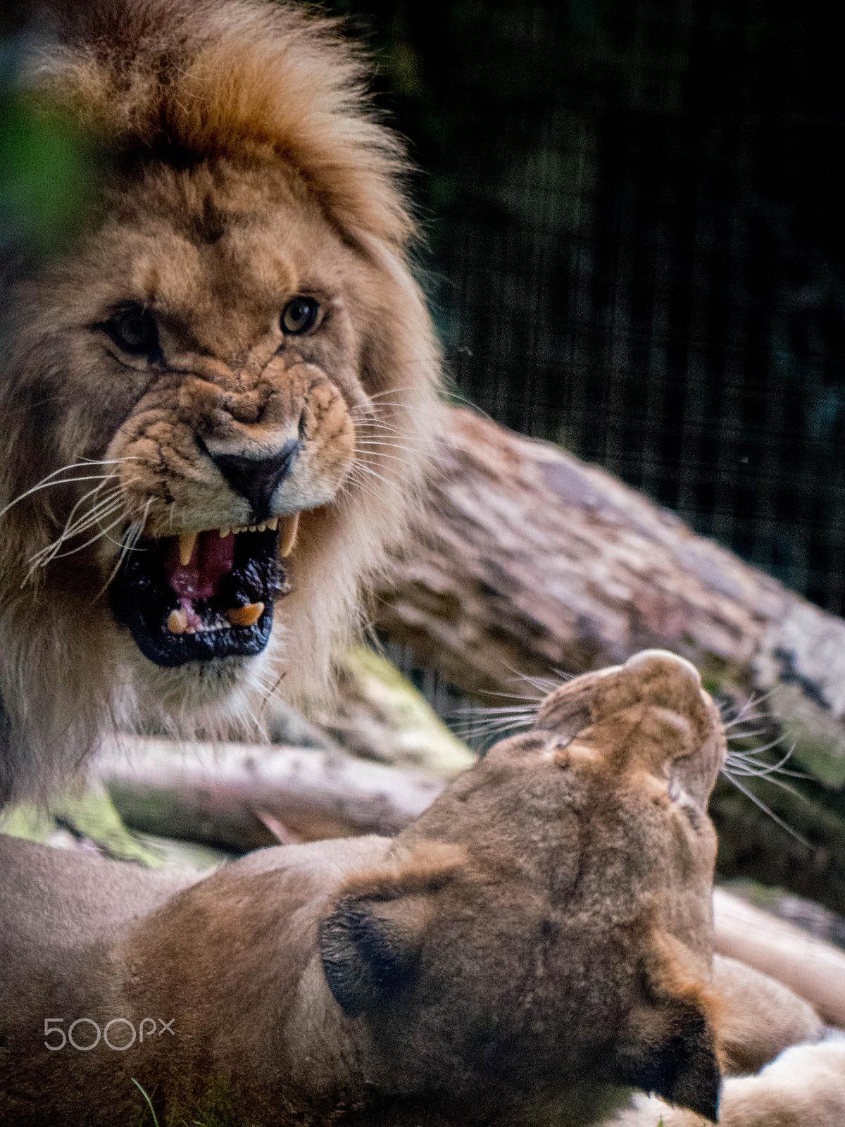 Panasonic Lumix DMC-GX8 sample photo. Mr and mrs lion photography