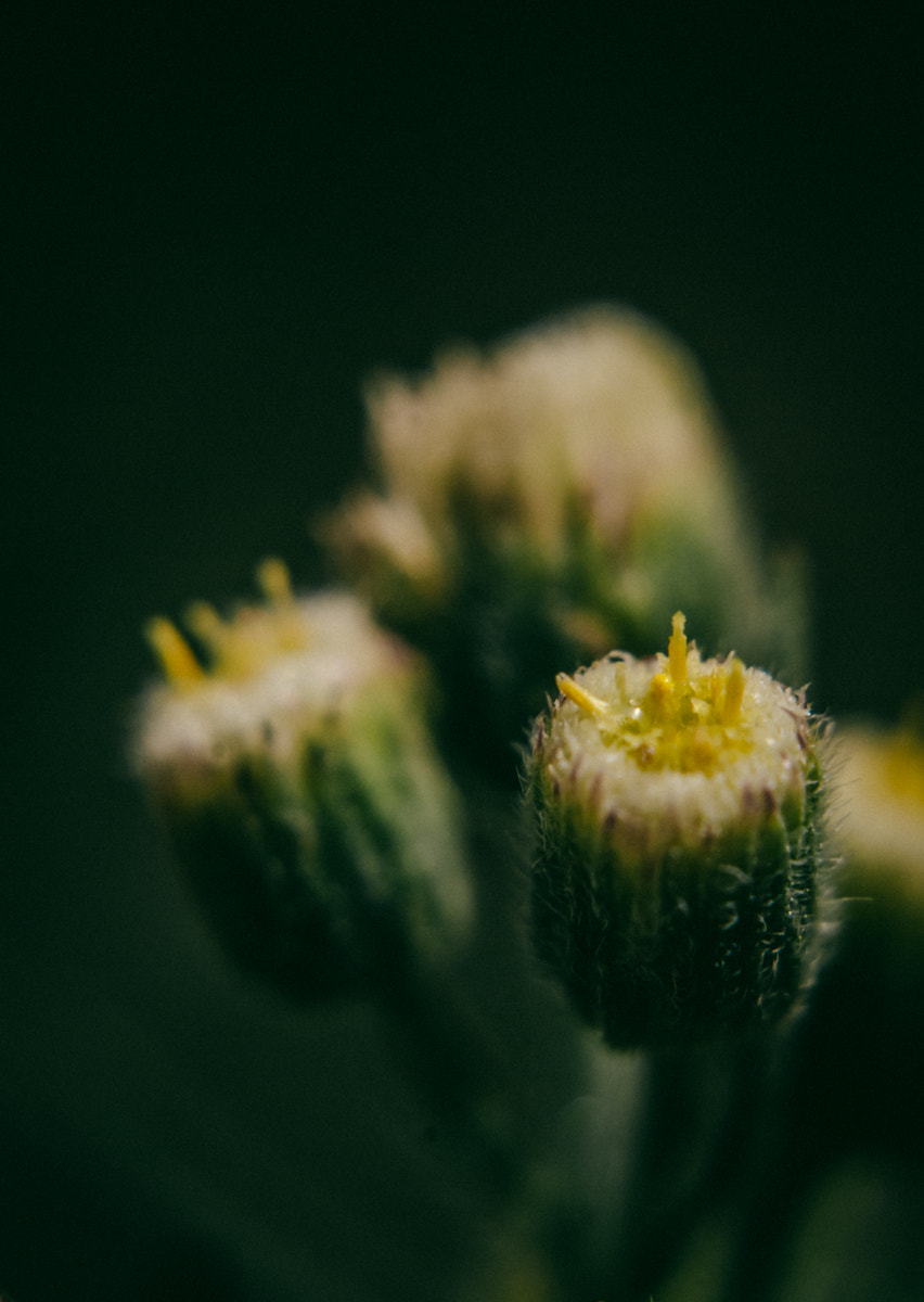 Nikon D60 sample photo. Groundsel weed photography