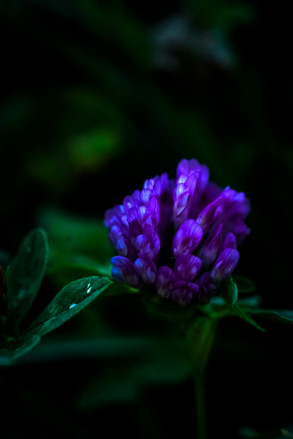 Nikon D60 sample photo. Flower photography