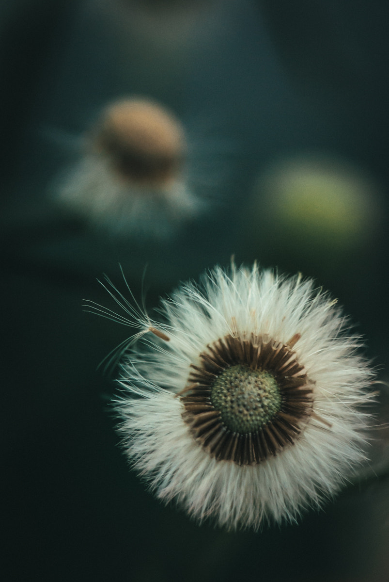 Nikon D60 sample photo. Groundsel weed photography