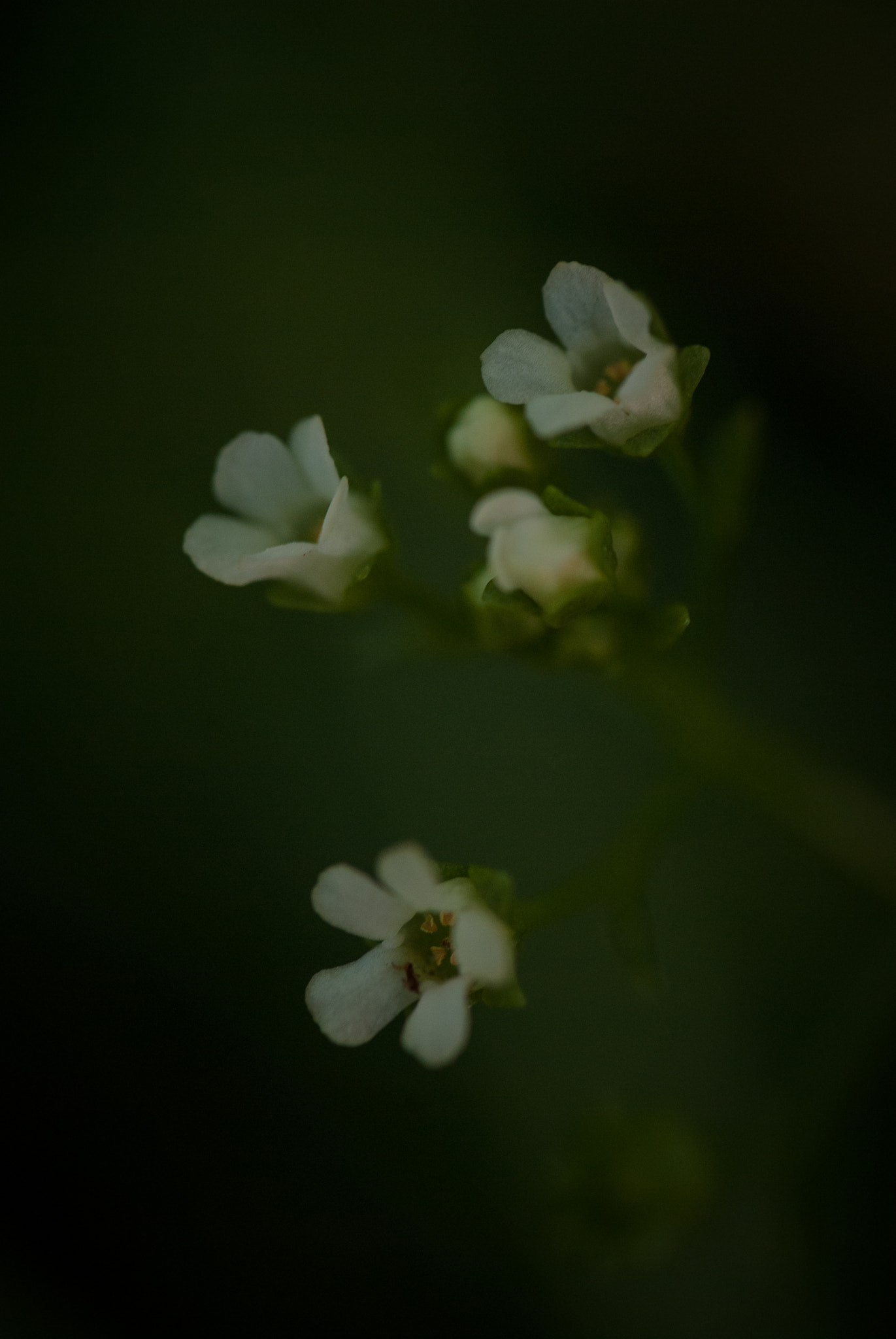 Nikon D60 sample photo. Flower photography
