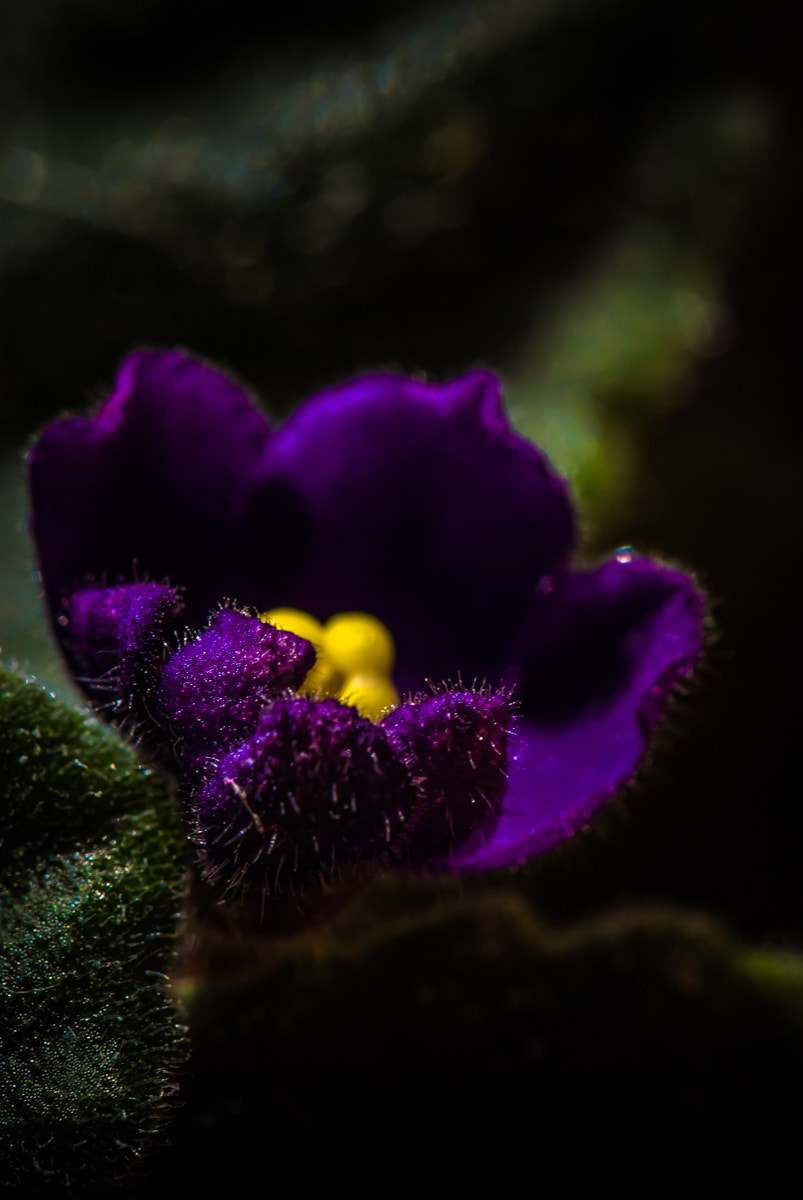 Nikon D60 sample photo. Flower photography