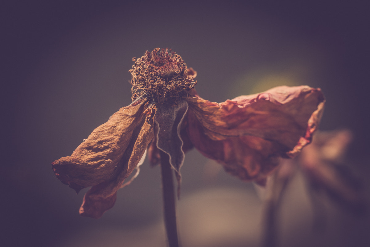 Nikon D60 sample photo. Flower photography
