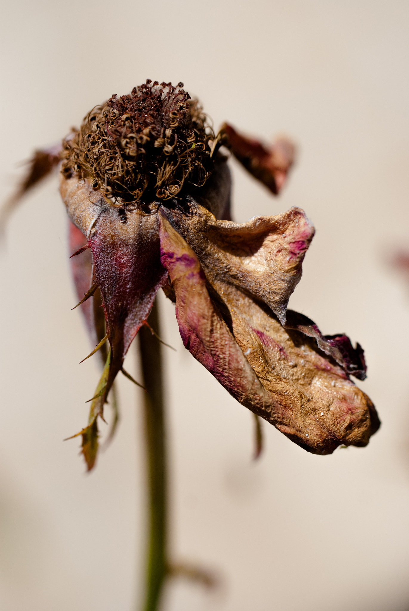 Nikon D60 sample photo. Rose photography