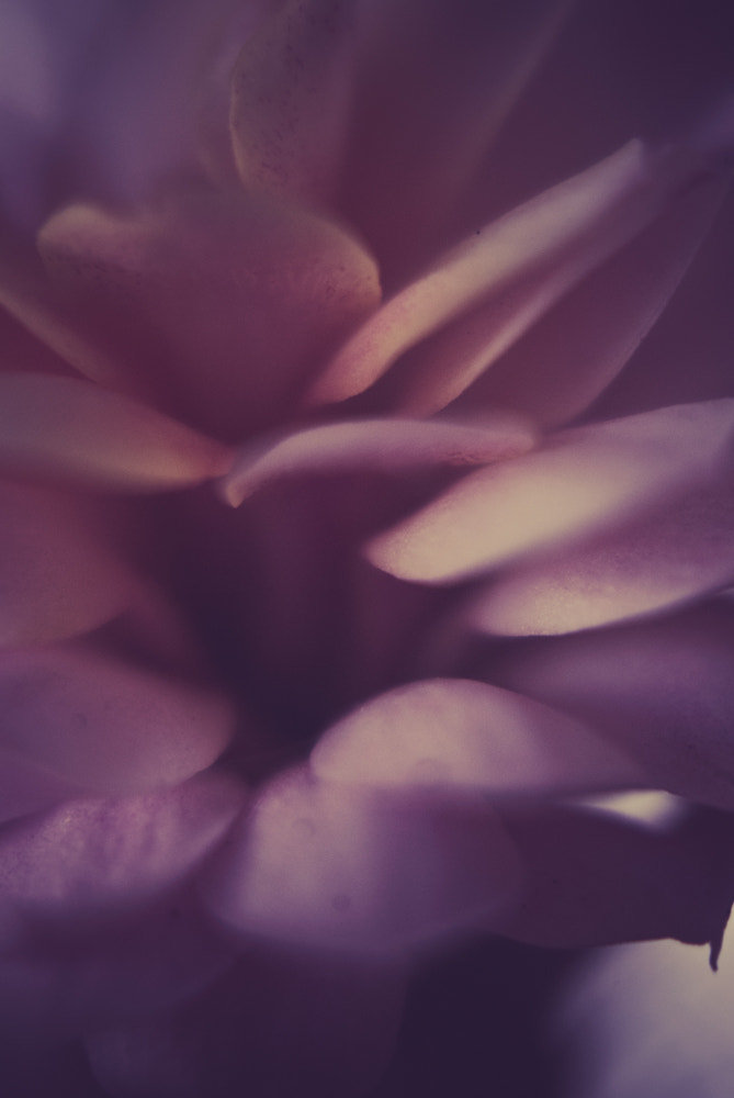 Nikon D60 sample photo. Flower photography
