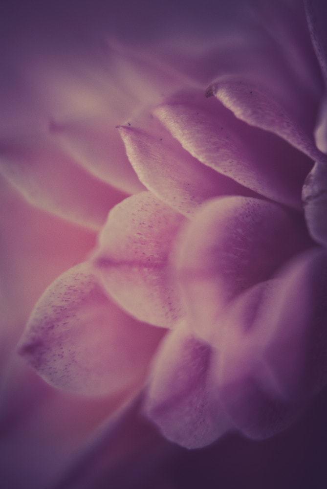 Nikon D60 sample photo. Flower photography