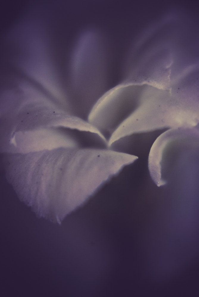Nikon D60 sample photo. Flower photography