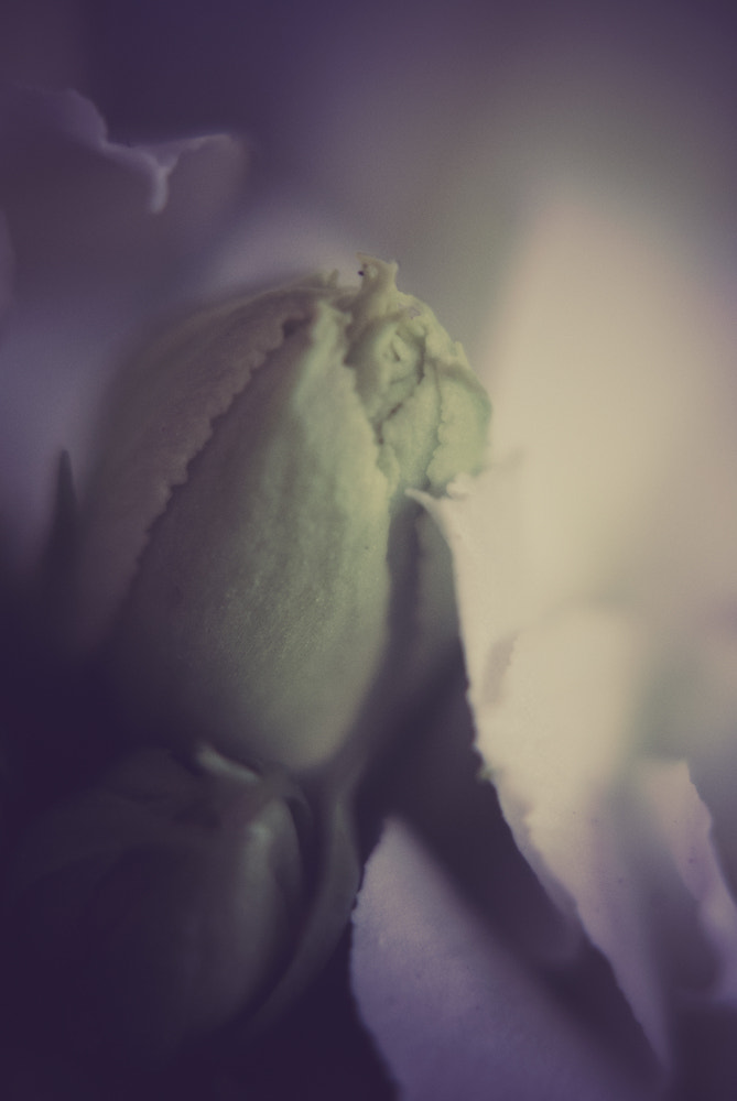 Nikon D60 sample photo. Flower photography