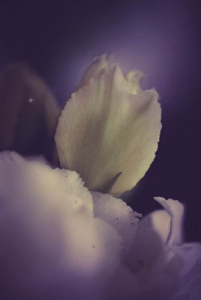 Nikon D60 sample photo. Flower photography