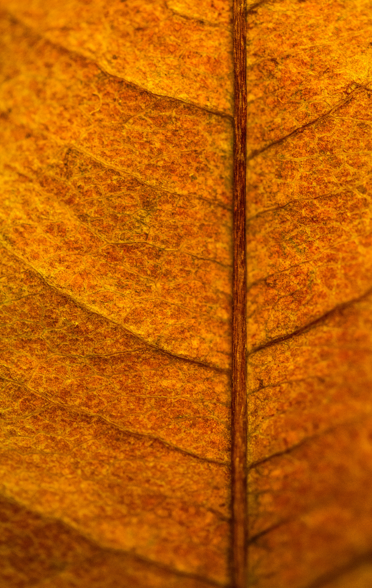 Canon EF-S 60mm F2.8 Macro USM sample photo. Finished gathering light photography