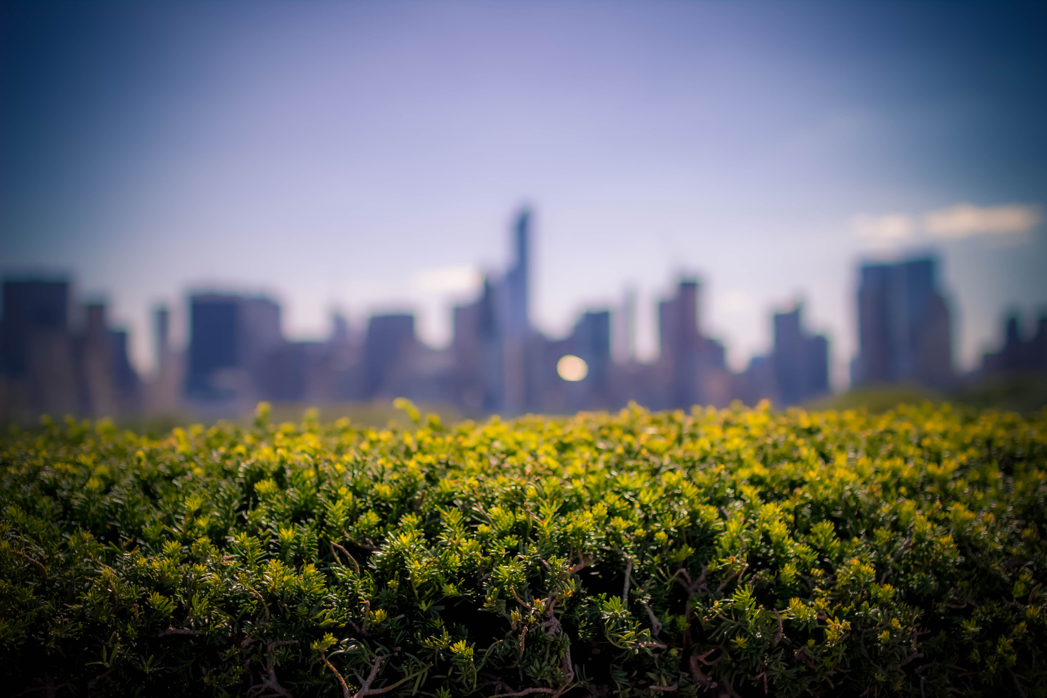 Sigma 30mm F1.4 EX DC HSM sample photo. Behind the bushes photography
