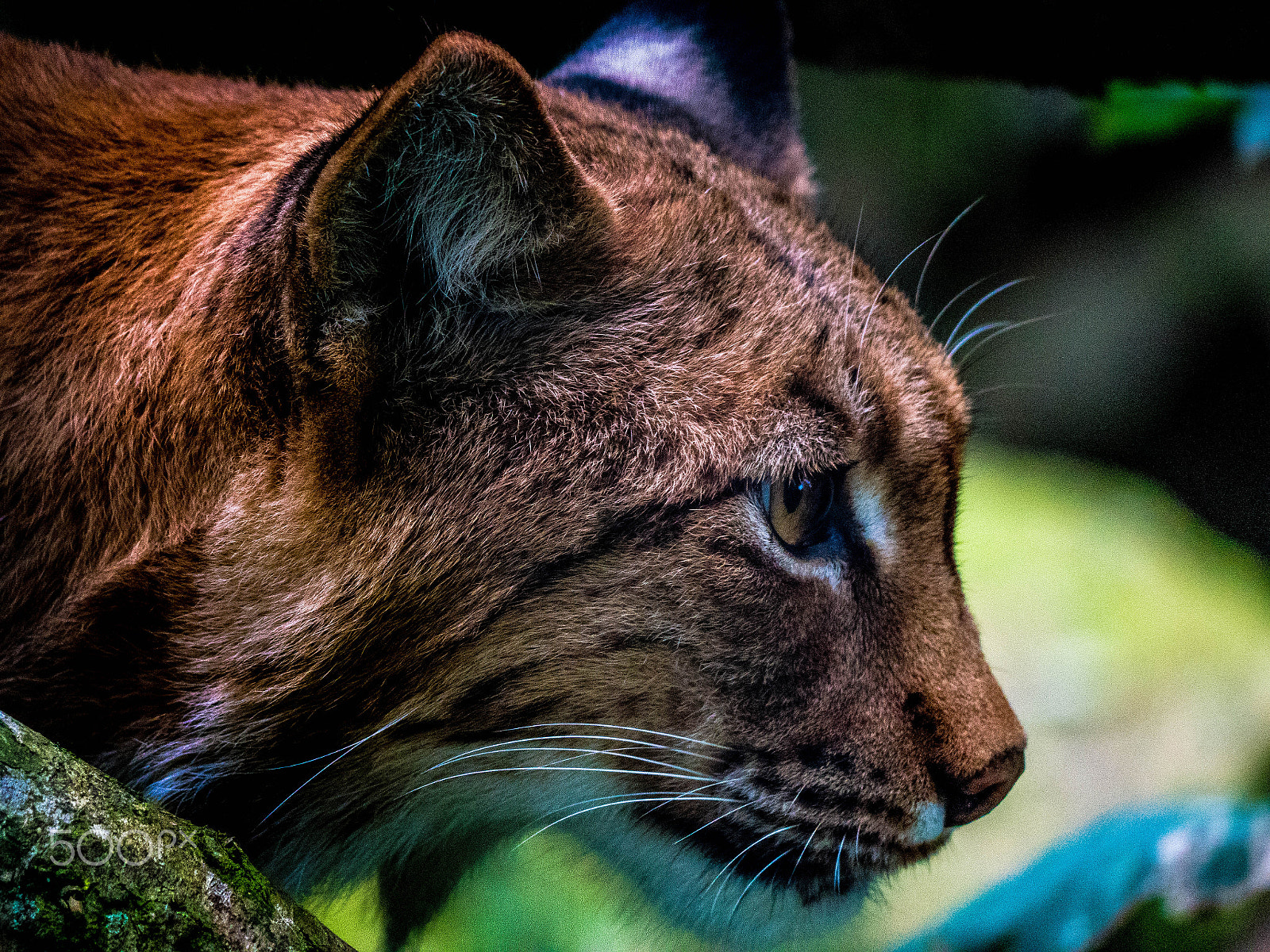 Panasonic Lumix DMC-GX8 sample photo. Mr lynx photography