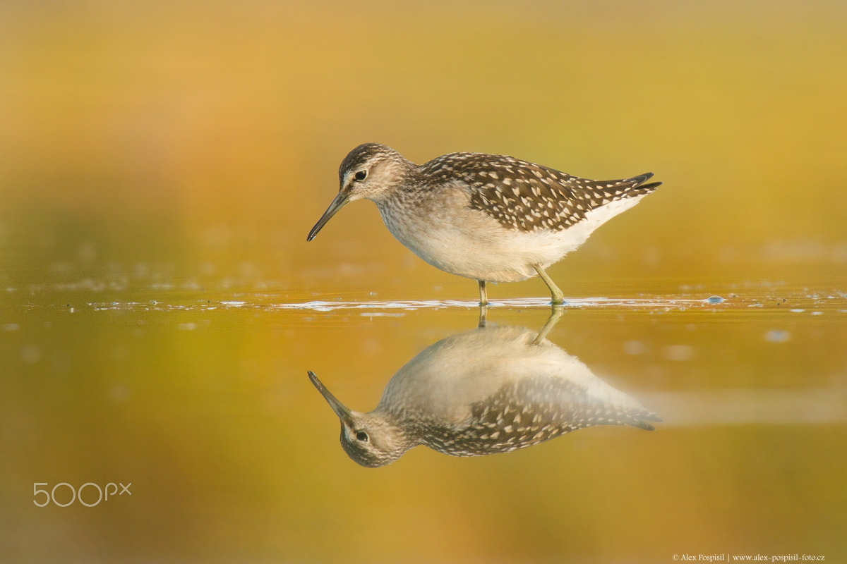 Canon EF 300mm F2.8L IS USM sample photo. Wood sandpiper photography