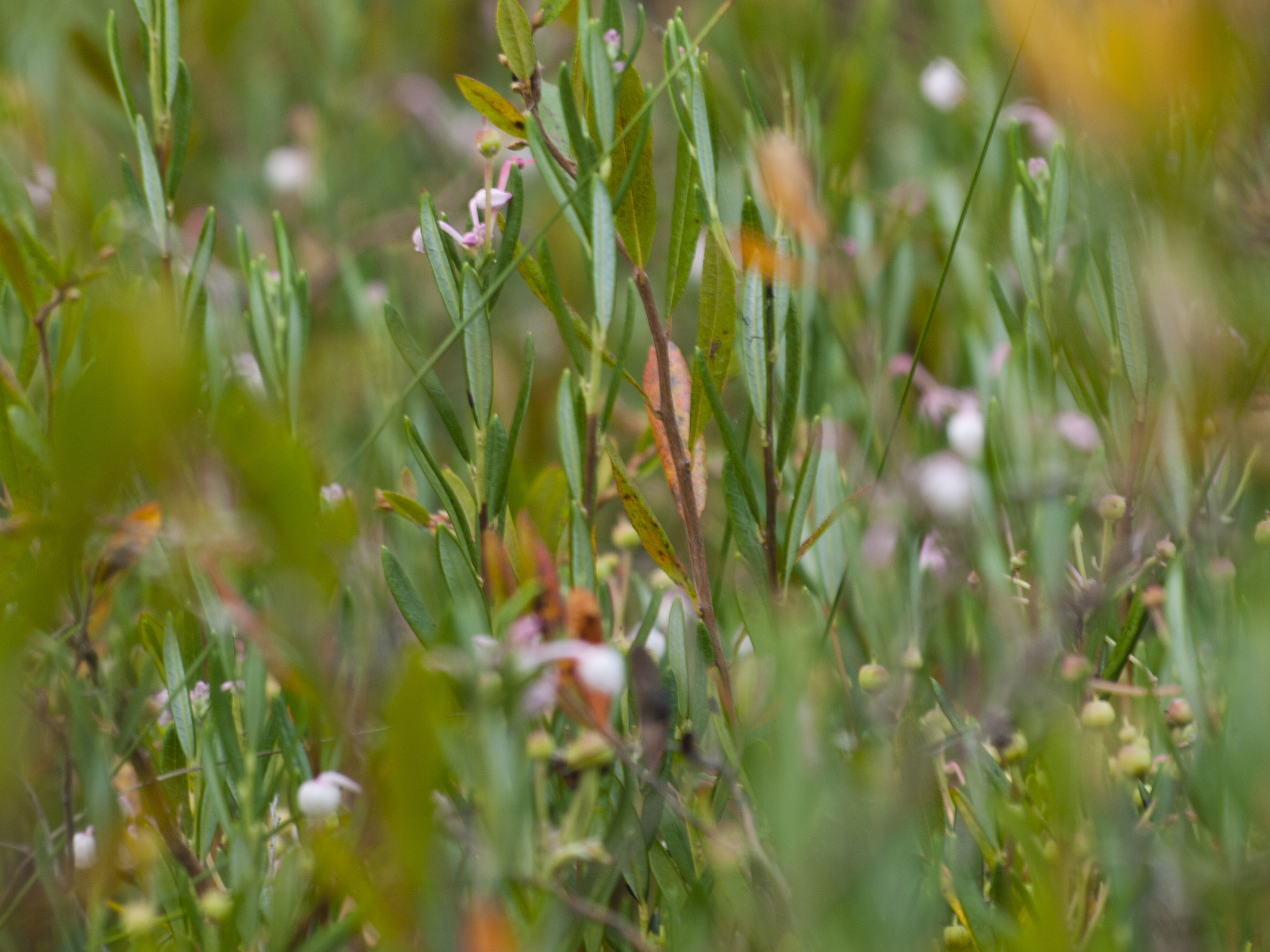 Olympus Zuiko Digital ED 70-300mm F4.0-5.6 sample photo. The last moments of summer photography