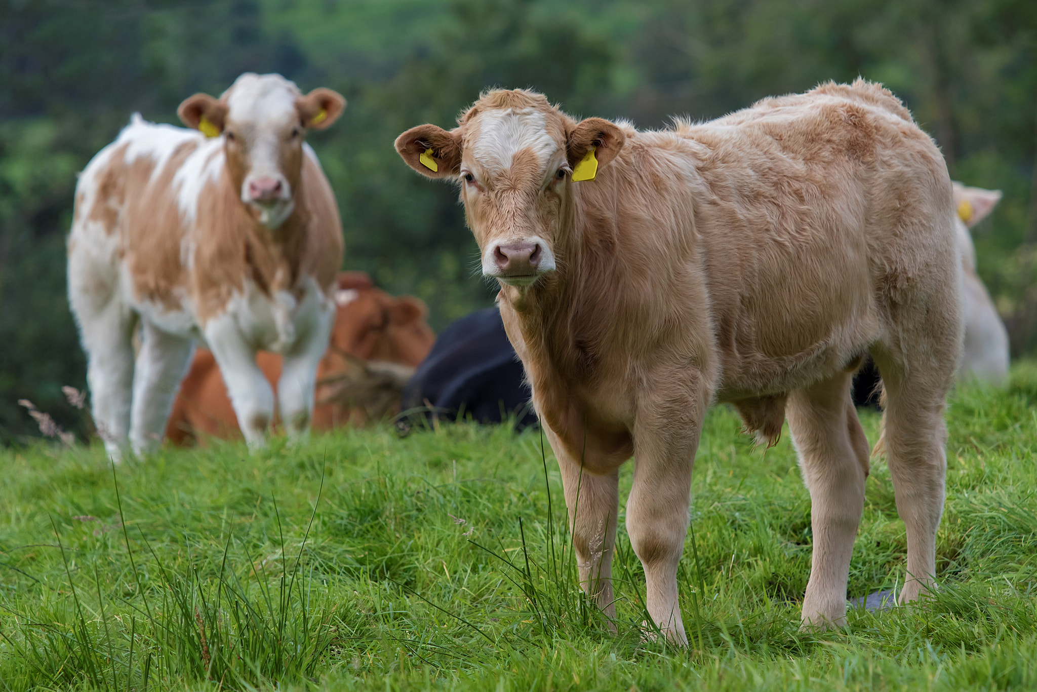 Canon EOS 80D + Canon EF 70-200mm F4L IS USM sample photo. 2 charolais suckled calves photography