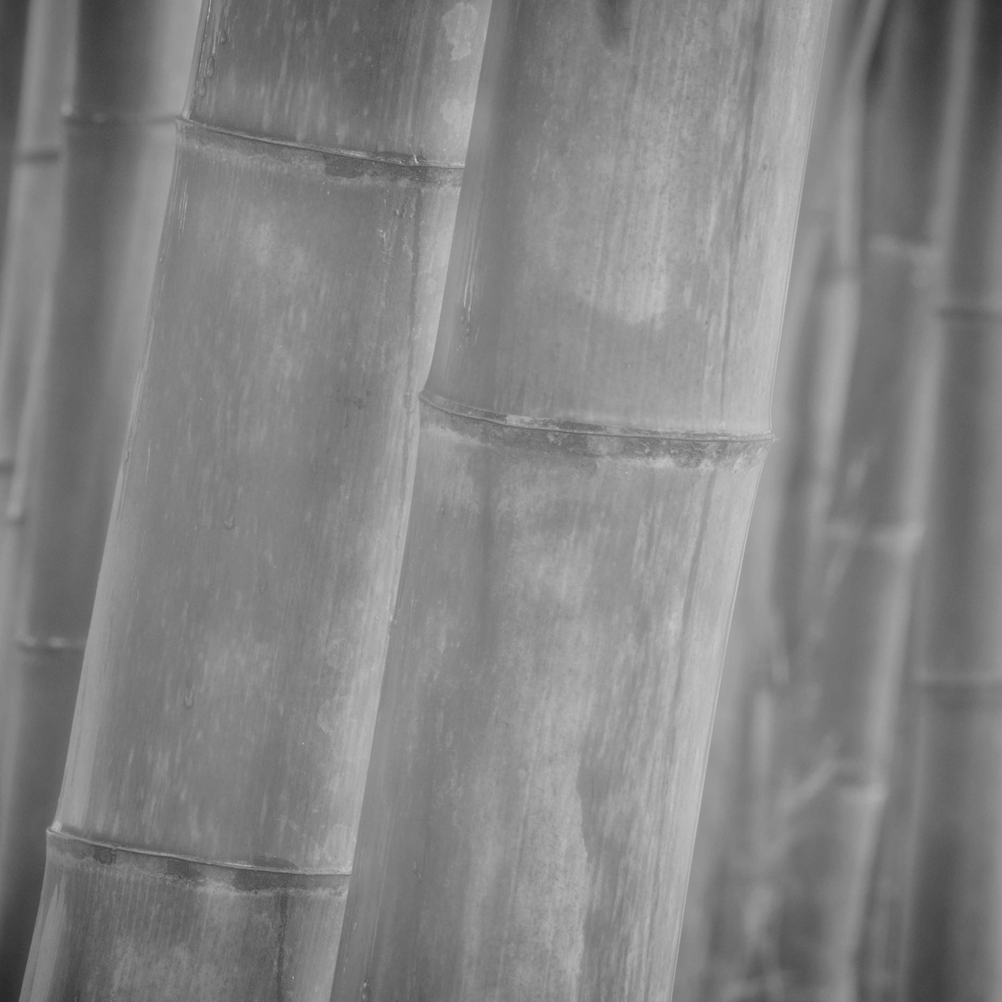 Nikon D2Xs + Nikon AF-Nikkor 80-200mm F2.8D ED sample photo. Bamboo photography