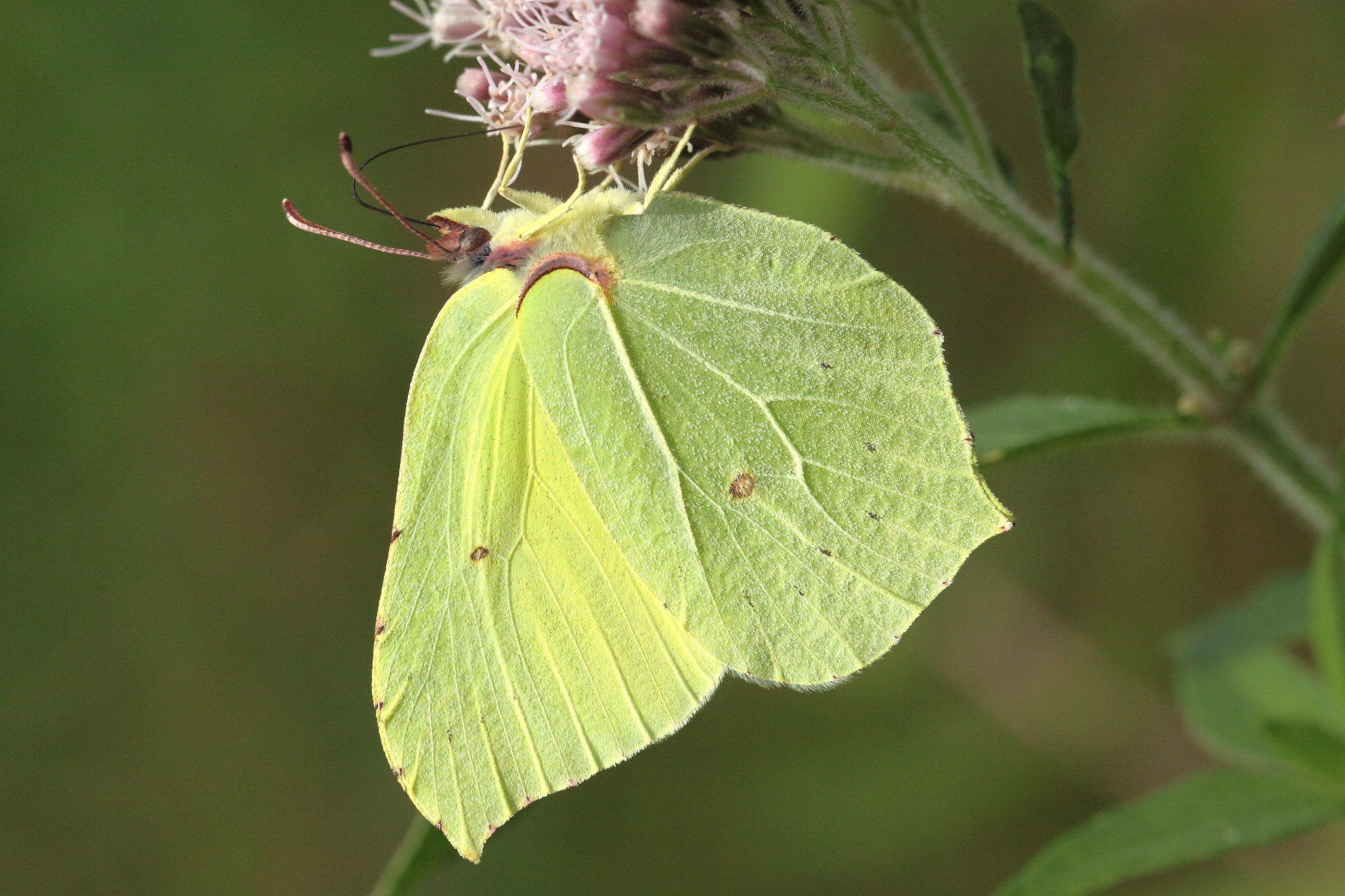 Canon EOS 50D + Canon EF 100mm F2.8L Macro IS USM sample photo. Gonepteryx rhamni photography