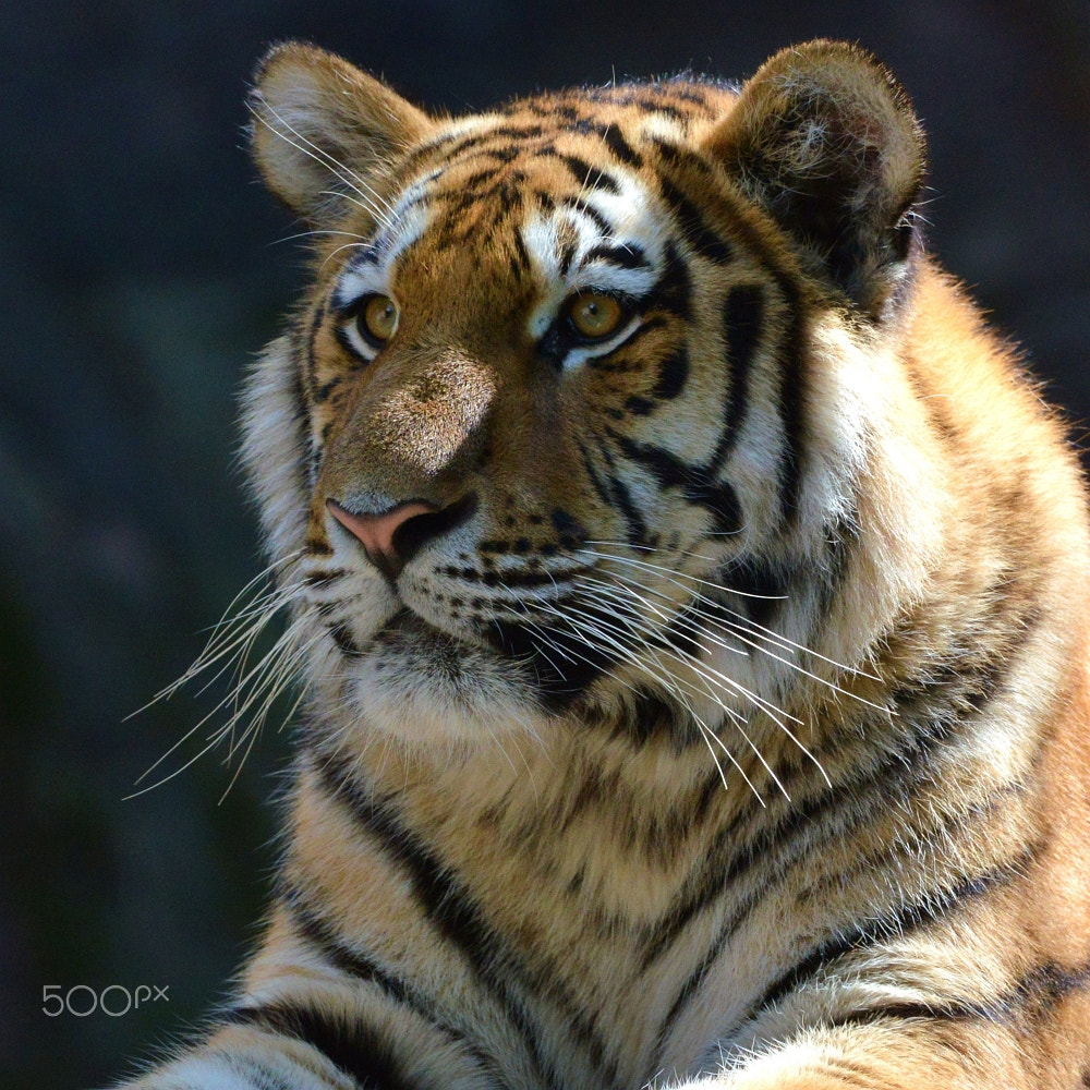 Nikon AF-S Nikkor 400mm F2.8G ED VR II sample photo. Sibirischer tiger - dsc_9235 photography
