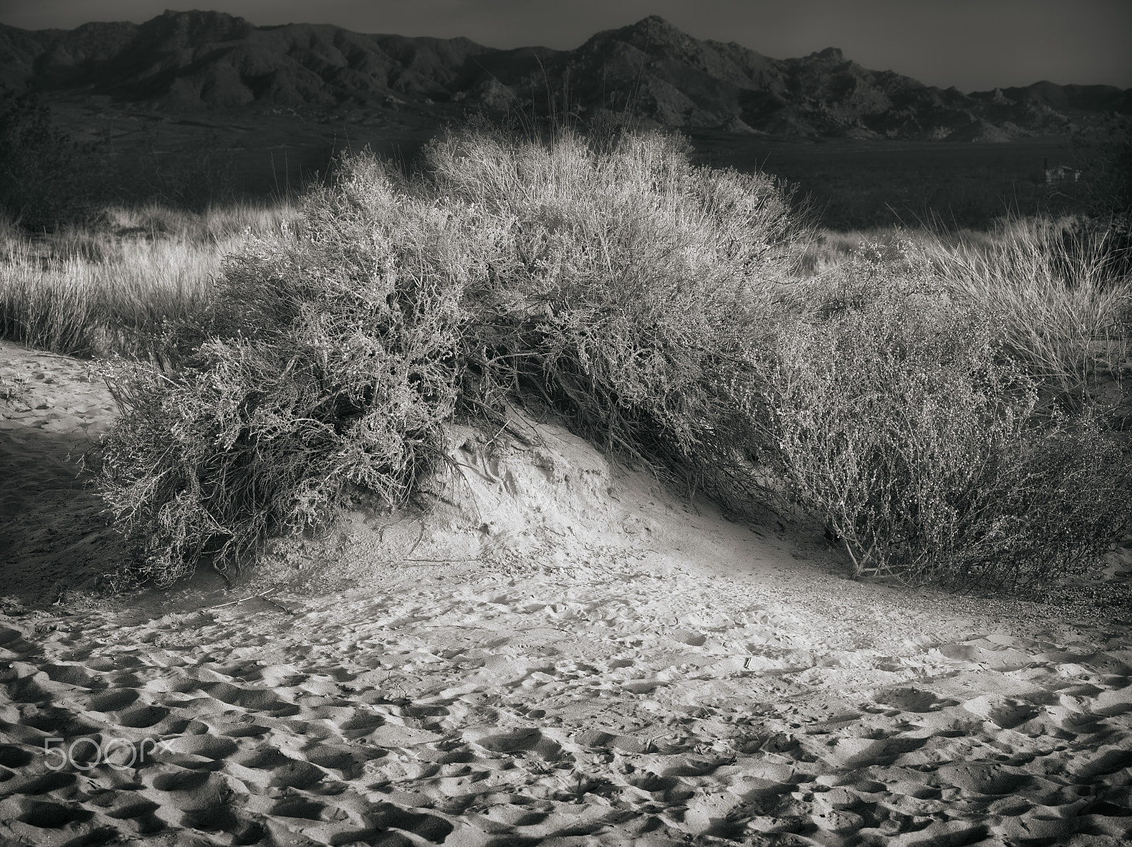 Pentax 645D + smc PENTAX-FA 645 Macro 120mm F4 sample photo. Sunset, kelso sand dunes, ca photography