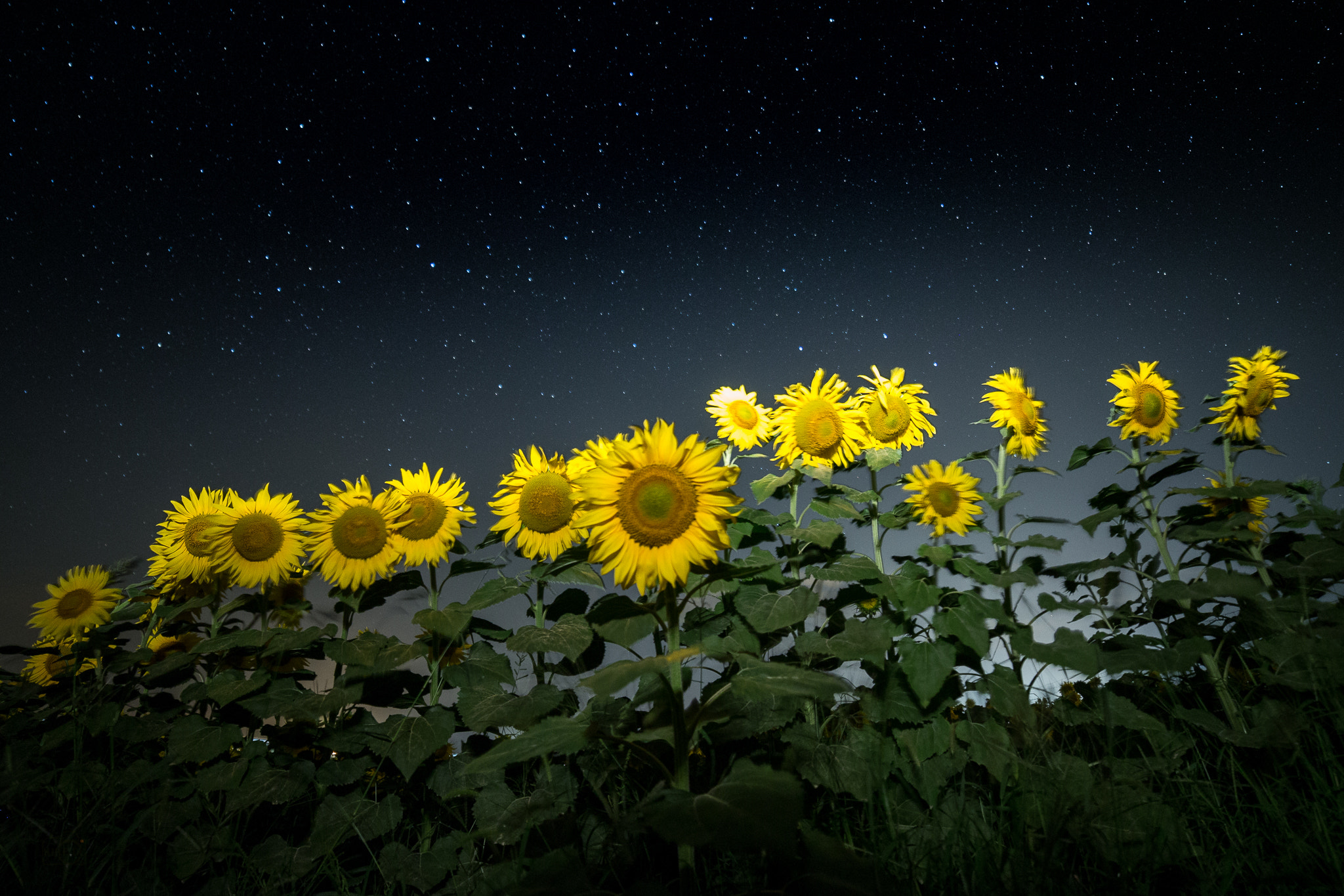 Canon EF 28-80mm f/3.5-5.6 sample photo. Girasoles photography