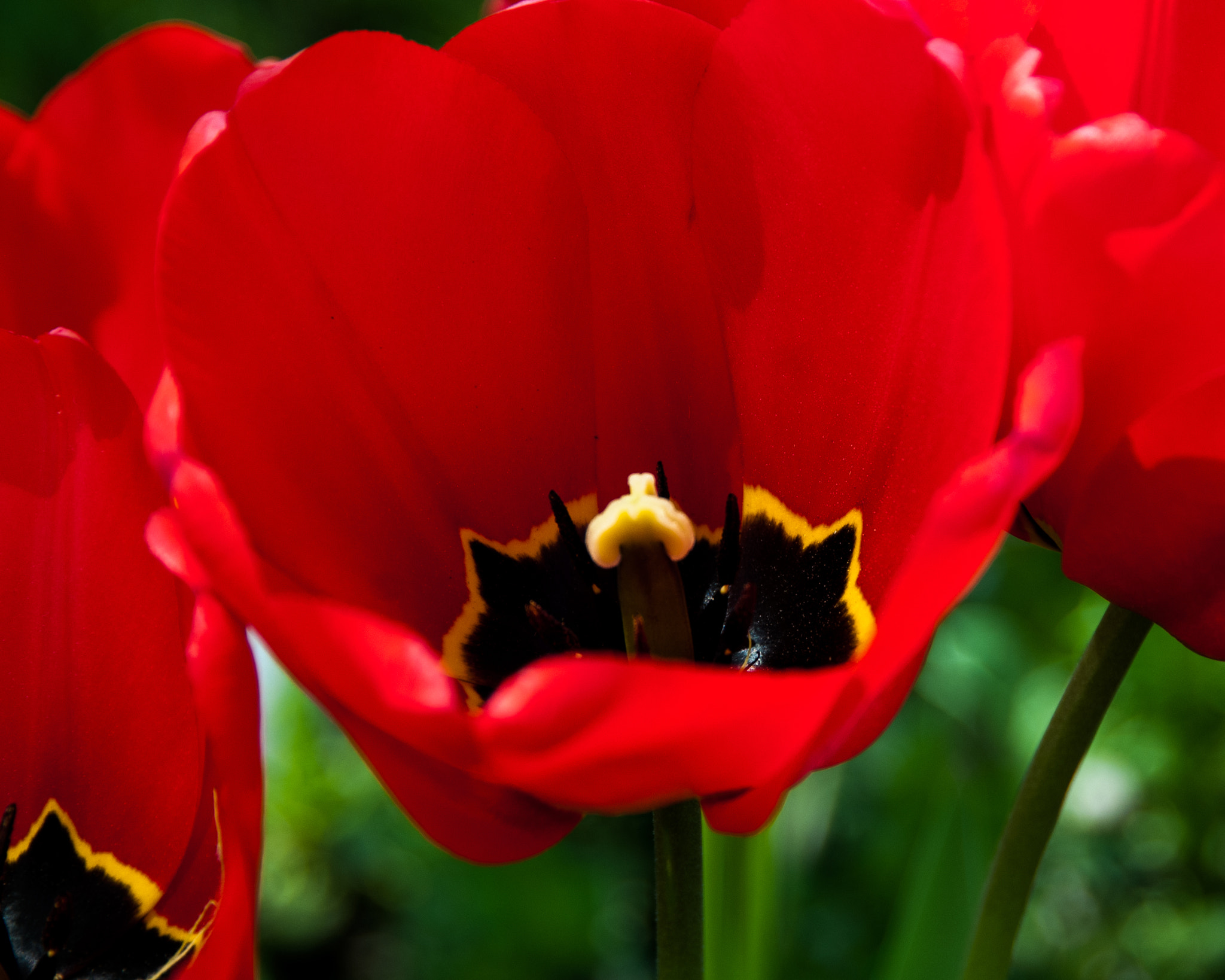 Nikon D300 sample photo. Copy photography