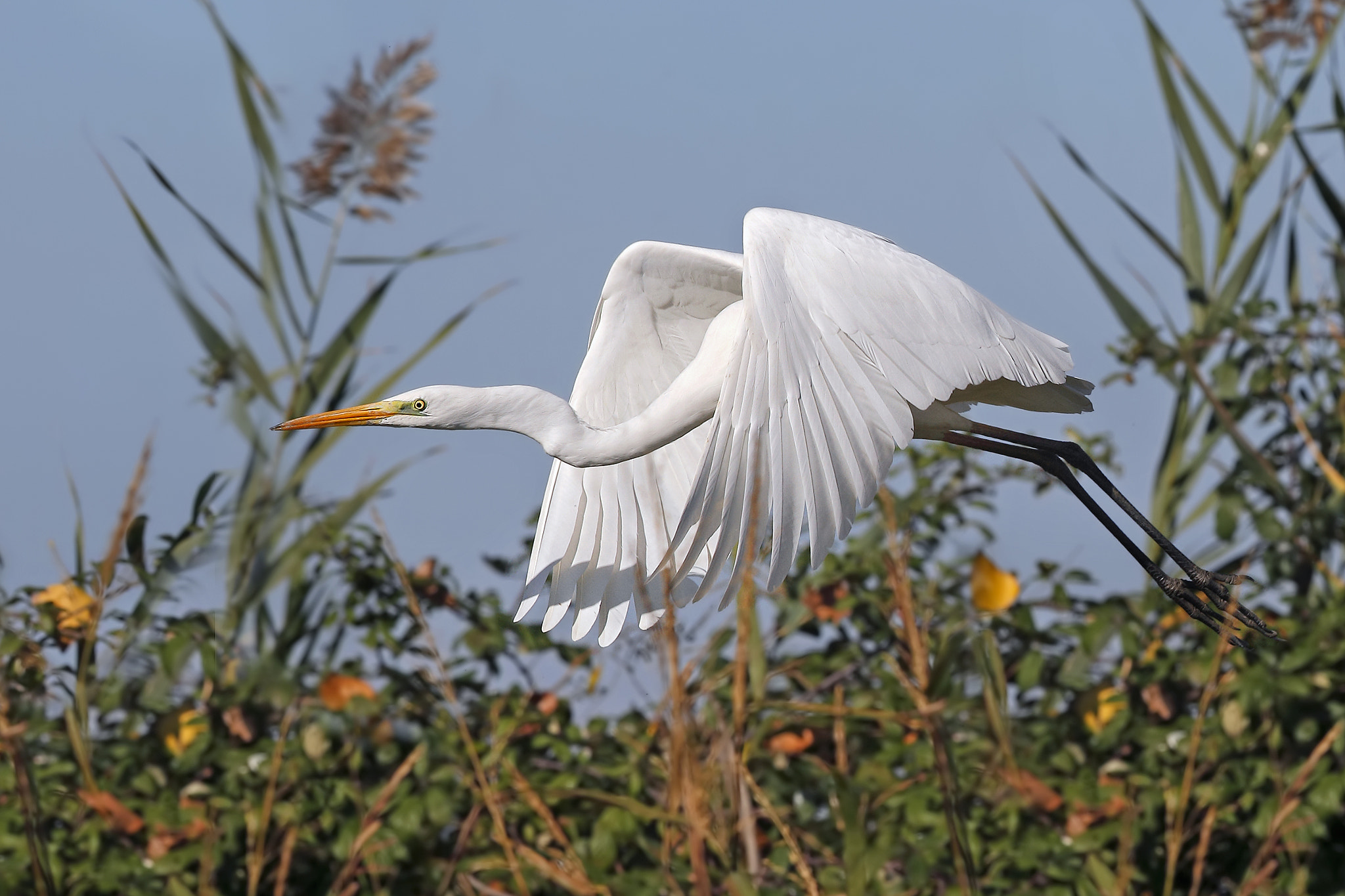 Canon EF 300mm F2.8L IS II USM sample photo. Aigret photography