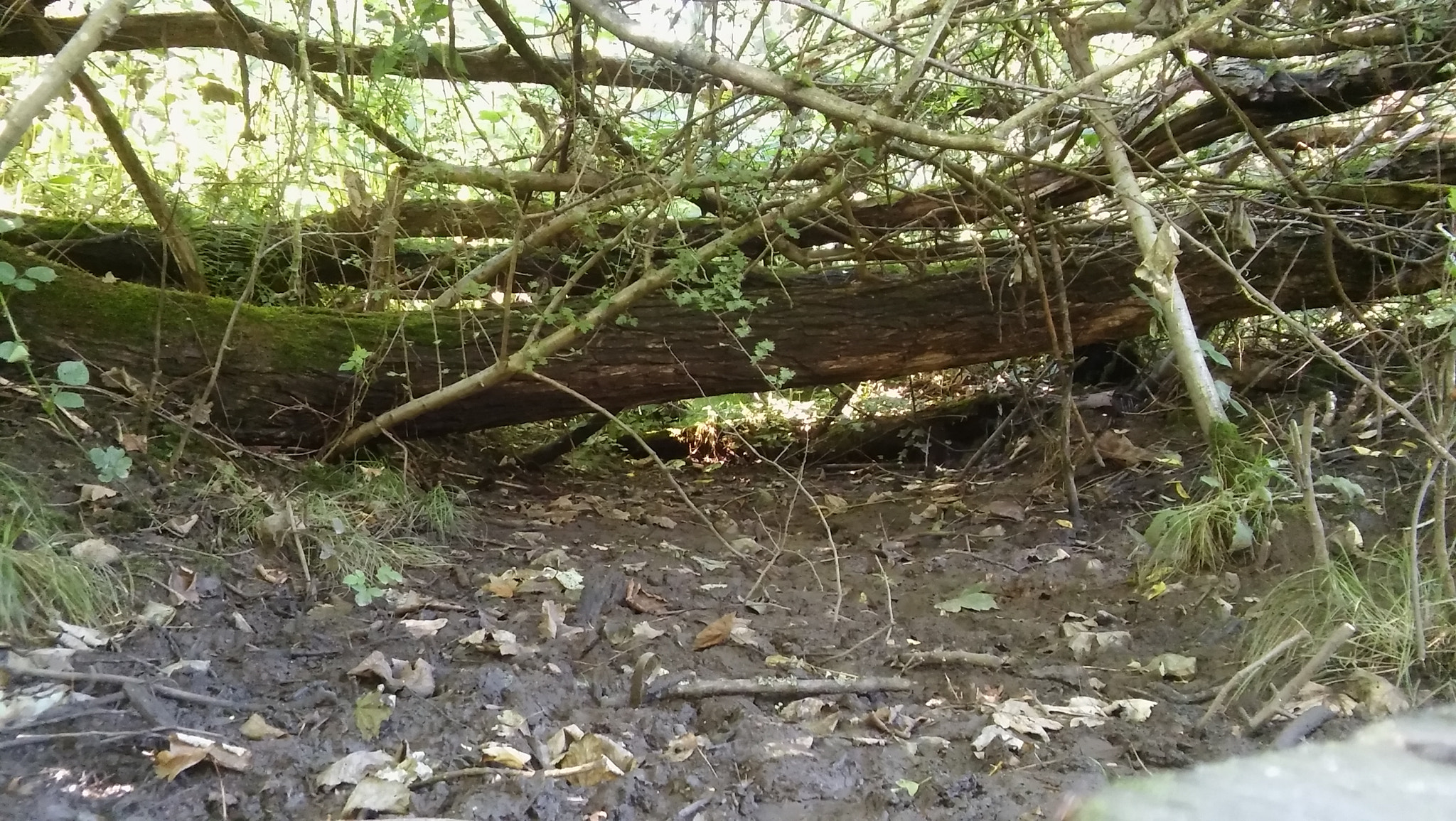 LG SPIRIT 4G LTE sample photo. Collapsed tree photography