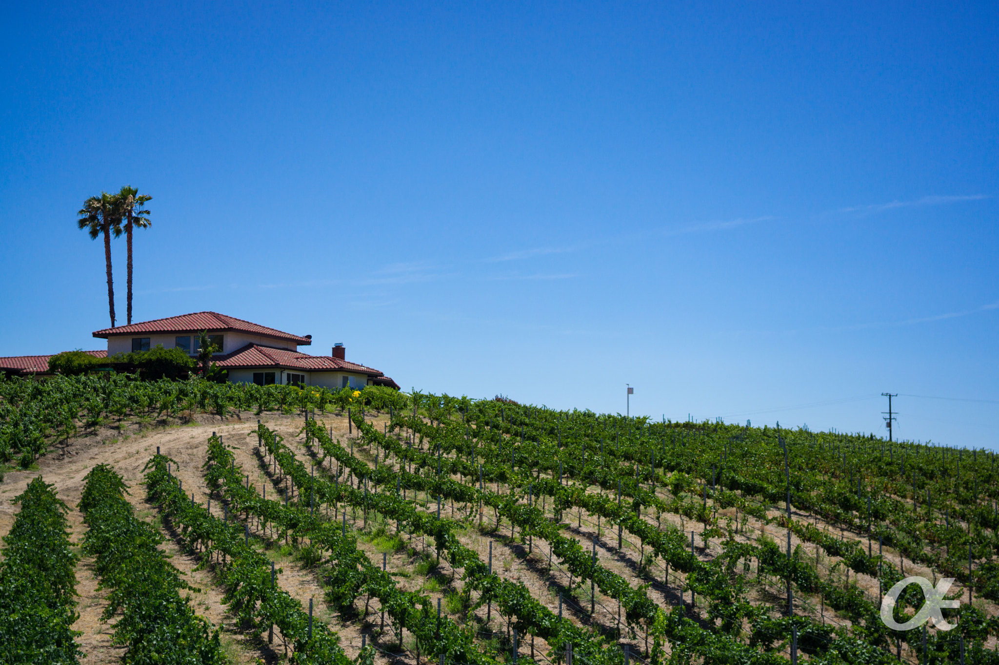 Sony a6000 + Sony Sonnar T* FE 35mm F2.8 ZA sample photo. Beautiful winery photography