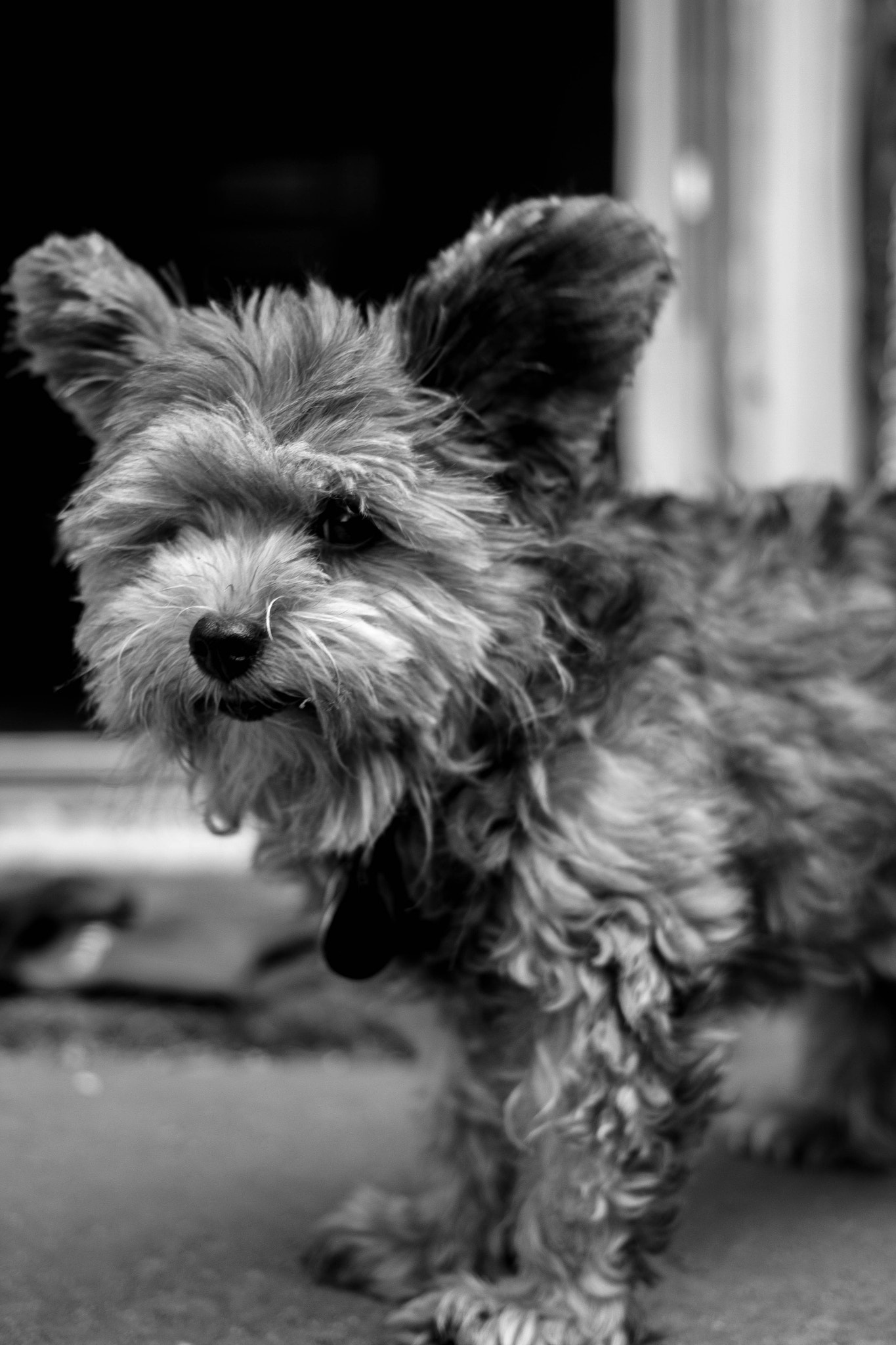 Canon EF 40mm F2.8 STM sample photo. Pups (of ) photography