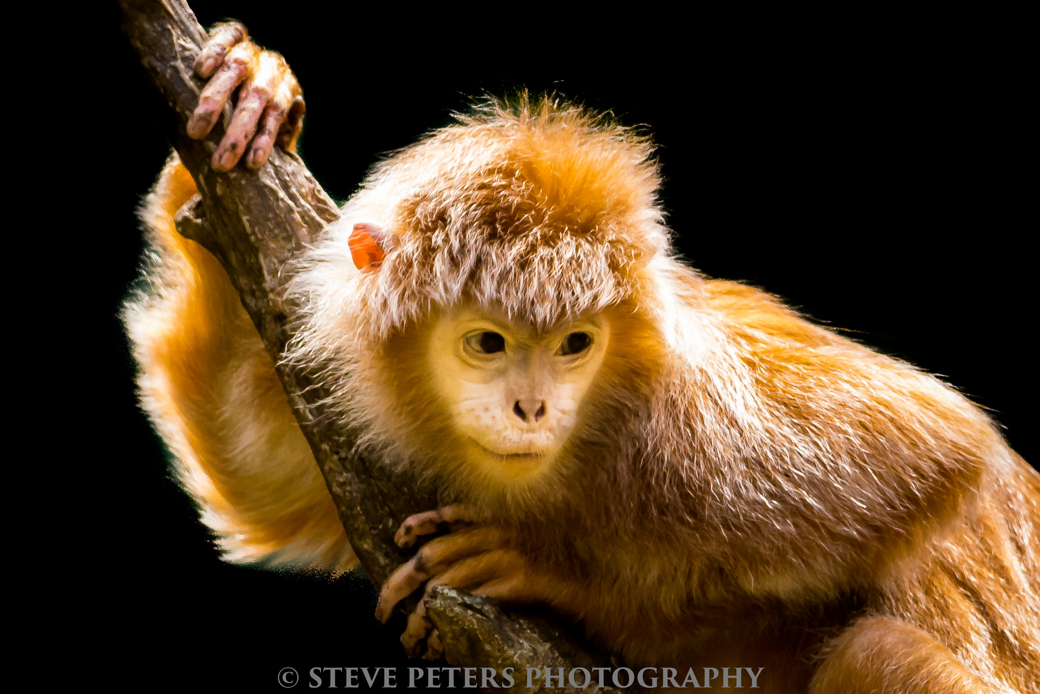 Sony SLT-A77 + Tamron SP AF 70-200mm F2.8 Di LD (IF) MACRO sample photo. Javan lutung-bronx zoo photography