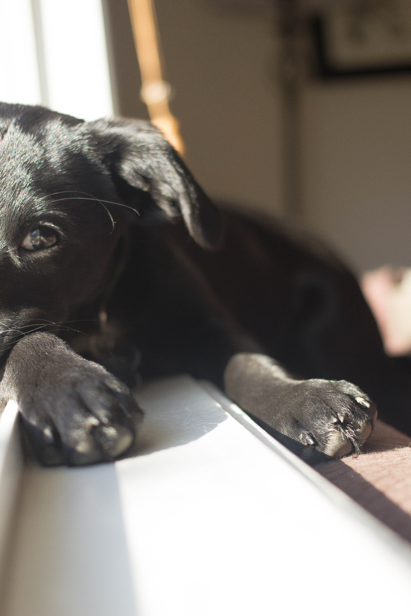 Canon EF 40mm F2.8 STM sample photo. Luna (of ) photography